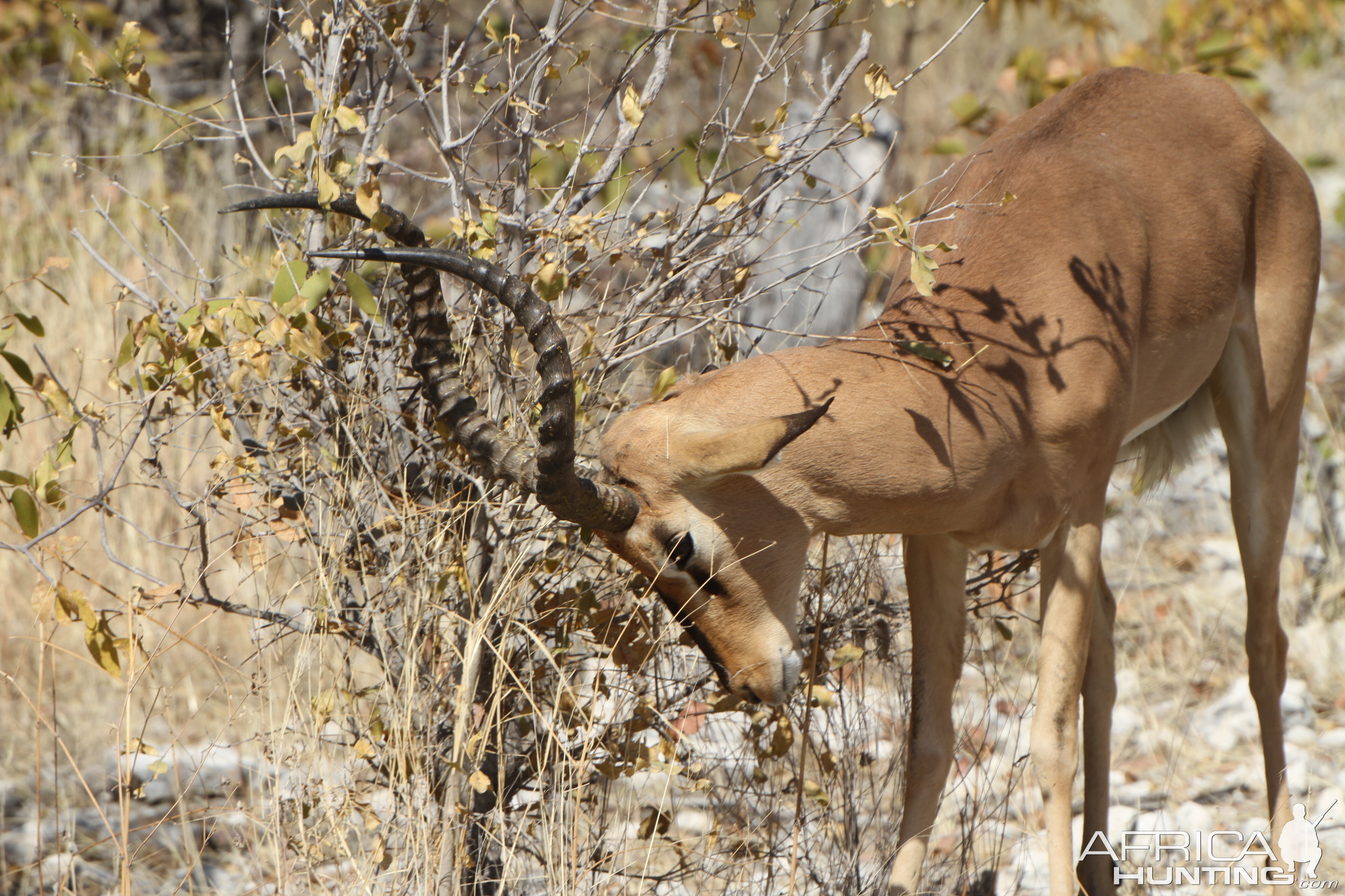 Black-Faced Impala at Etosha National Park