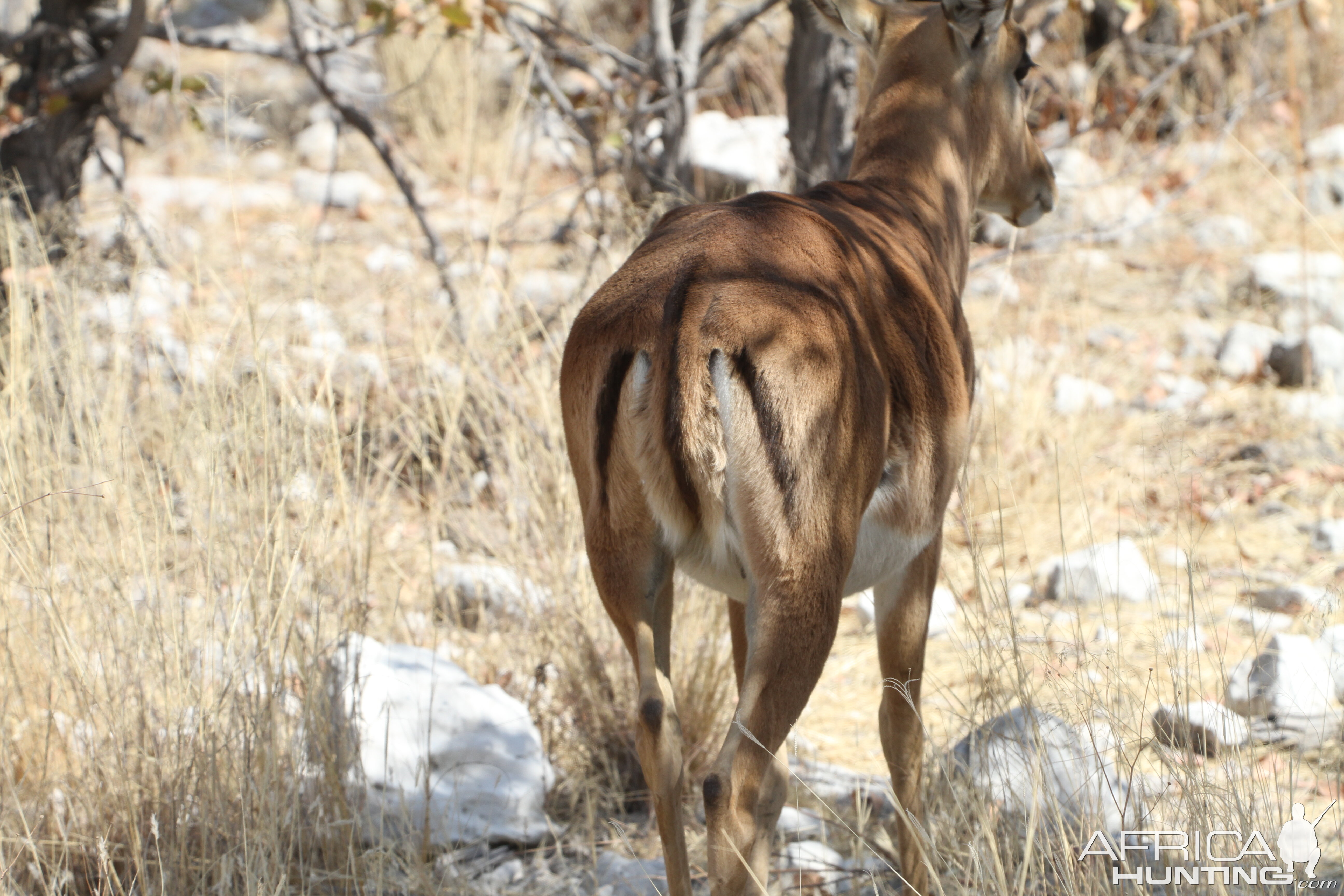 Black-Faced Impala at Etosha National Park