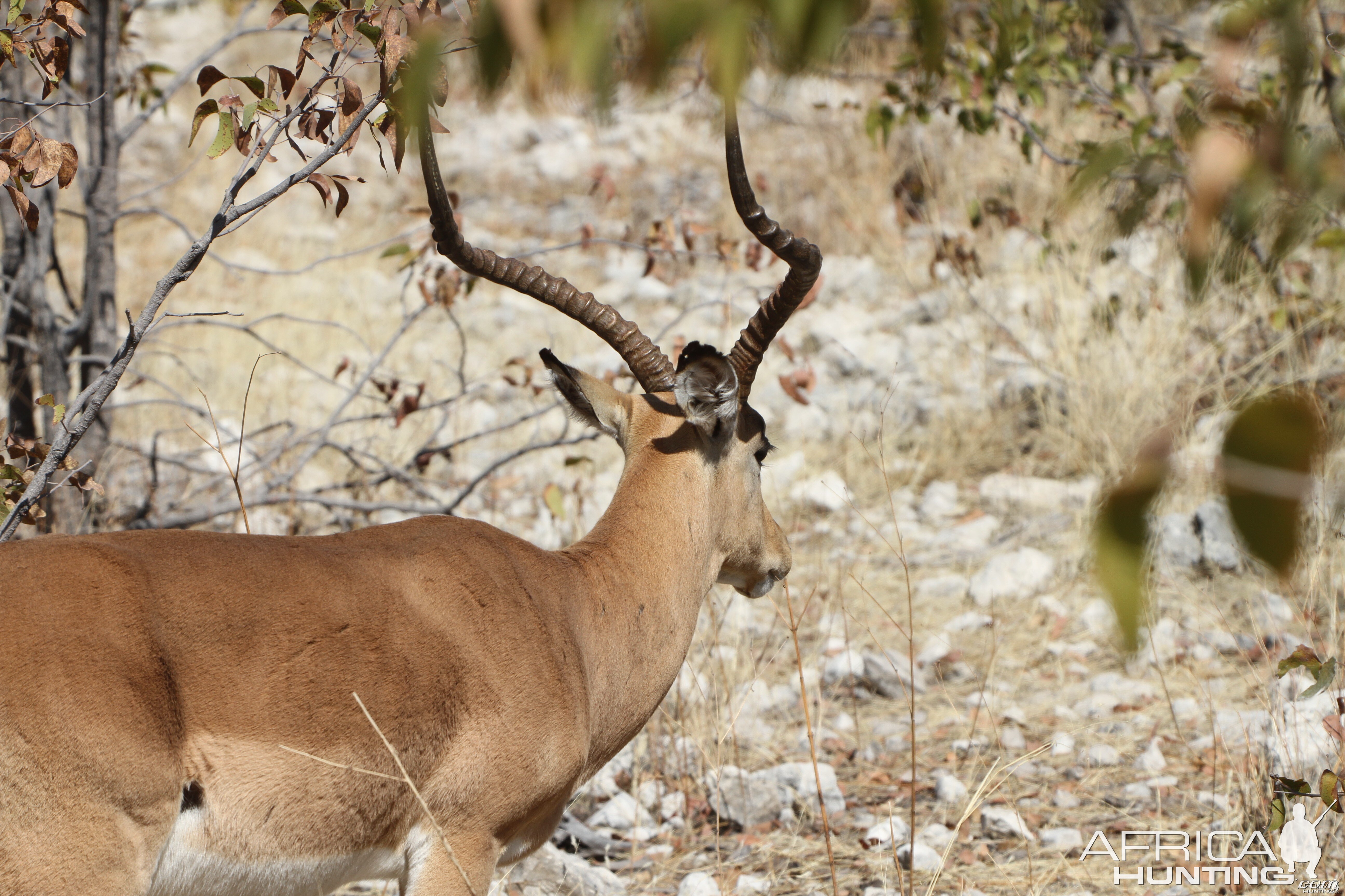 Black-Faced Impala at Etosha National Park