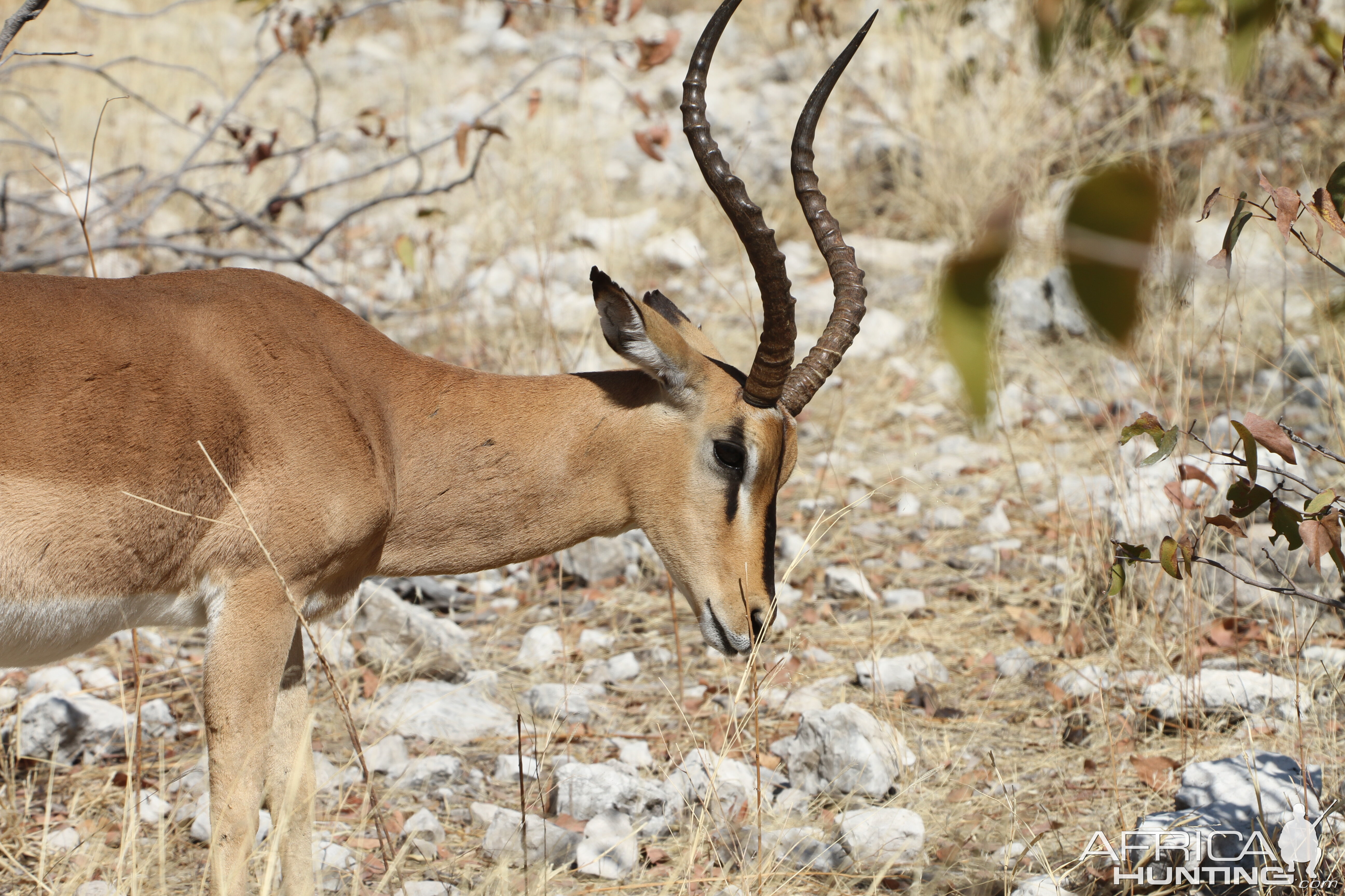 Black-Faced Impala at Etosha National Park