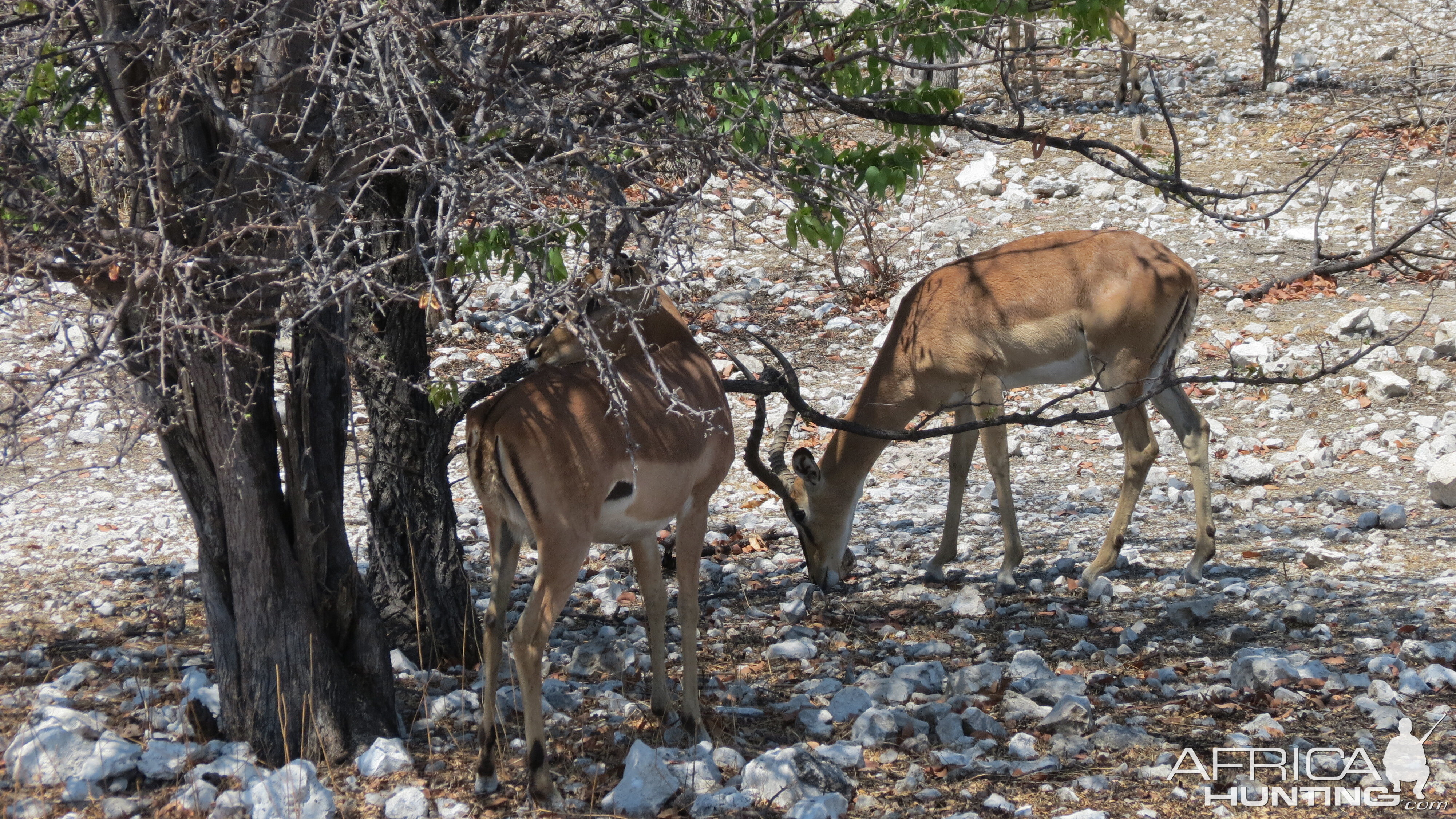 Black-Faced Impala at Etosha National Park