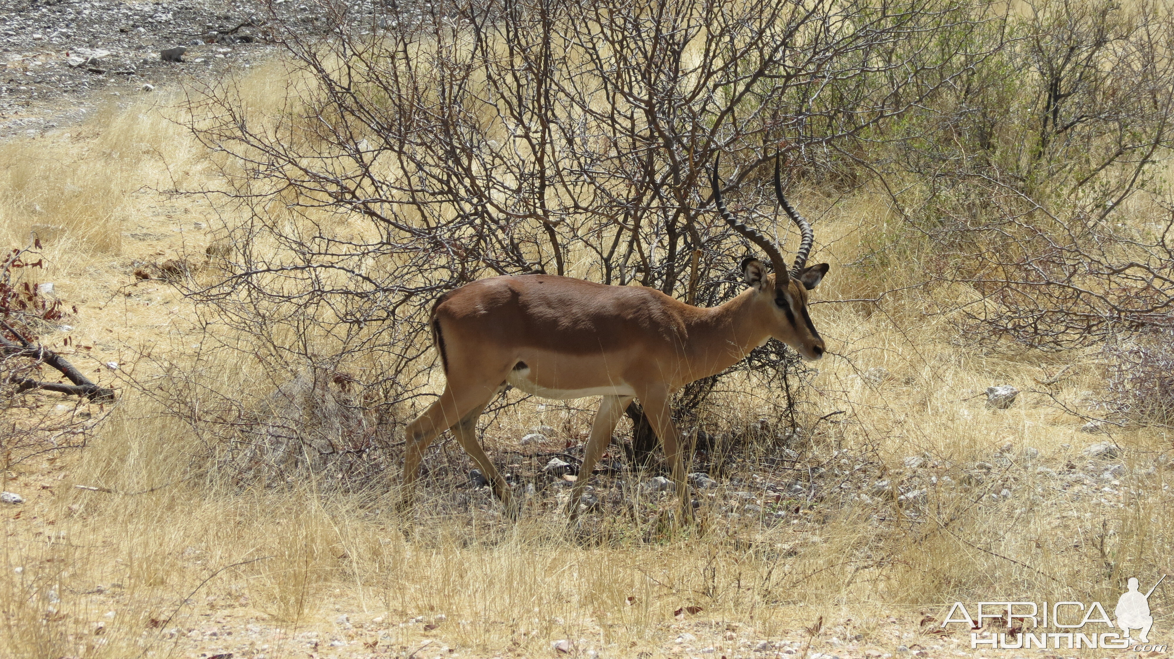 Black-Faced Impala at Etosha National Park