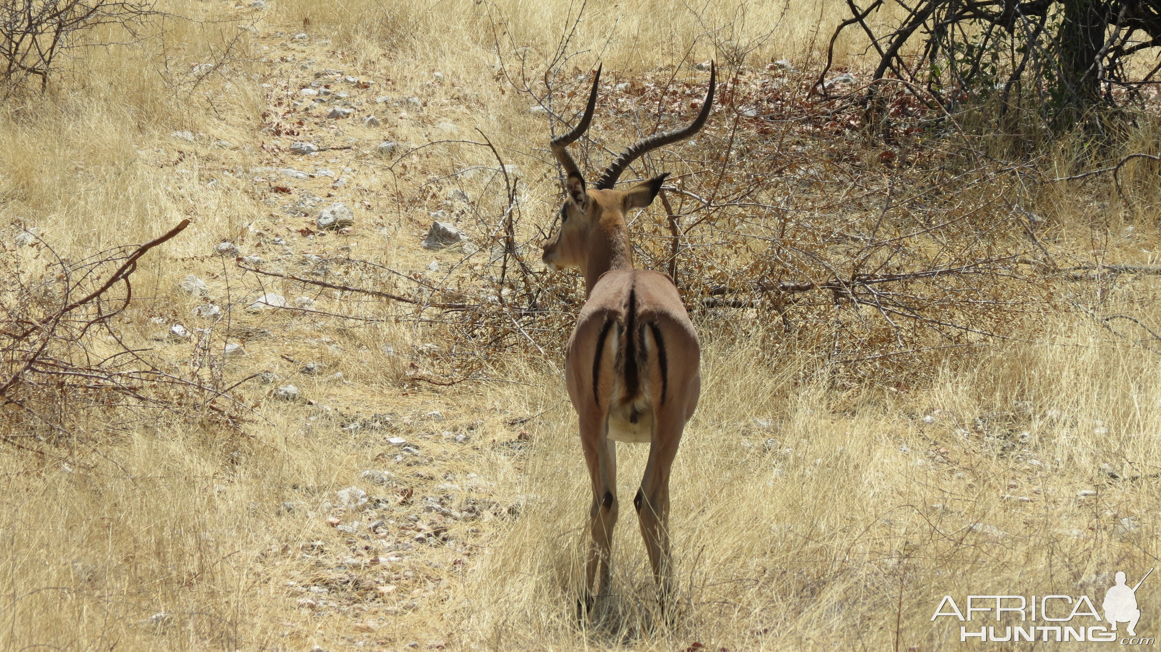 Black-Faced Impala at Etosha National Park