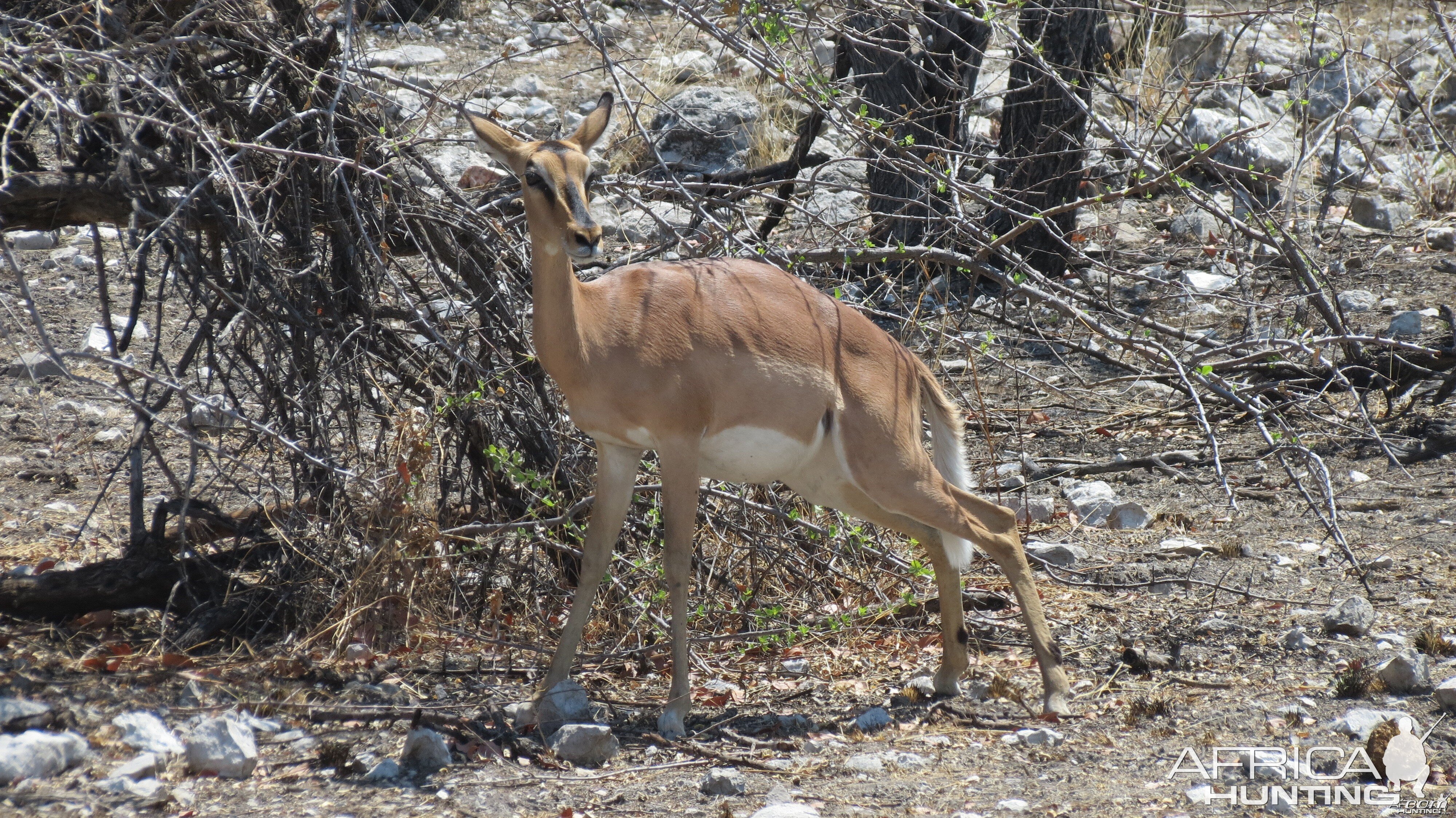 Black-Faced Impala at Etosha National Park