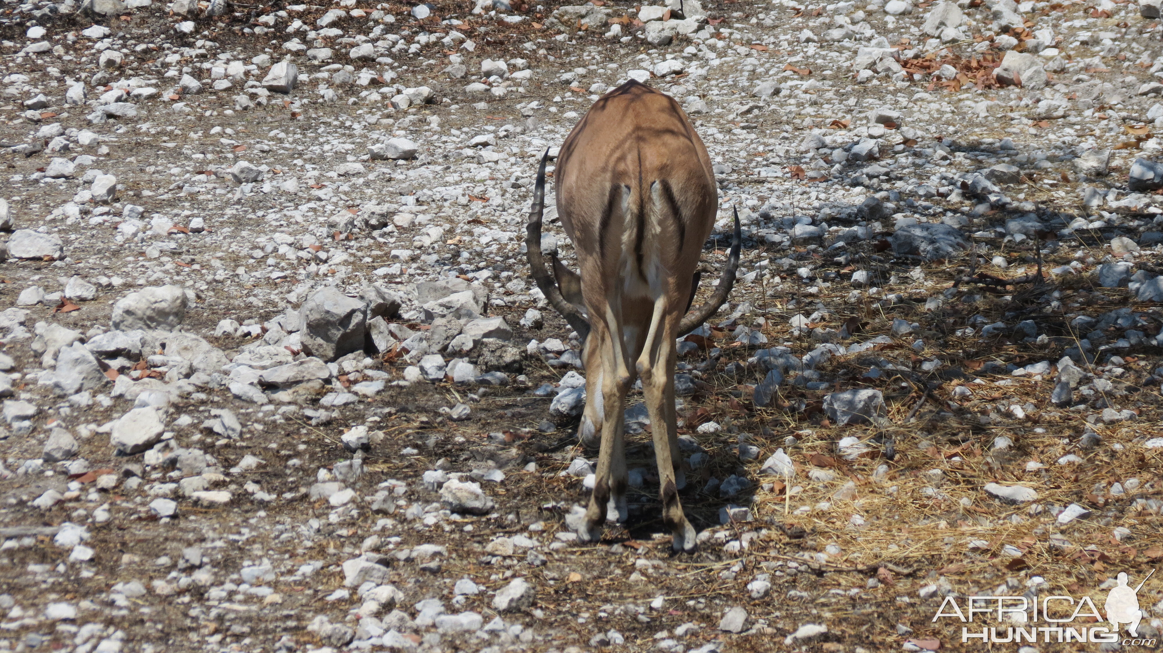 Black-Faced Impala at Etosha National Park