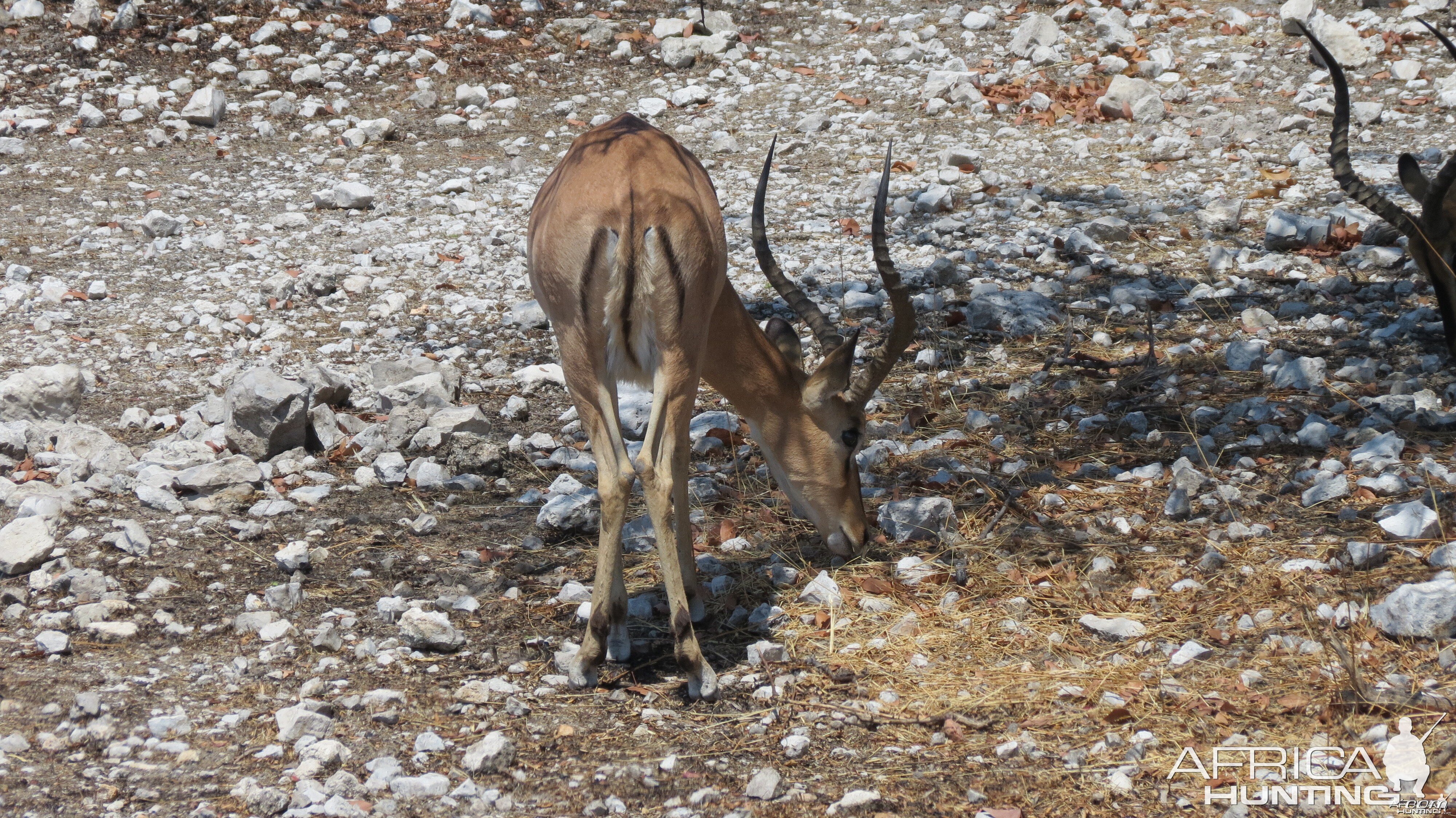 Black-Faced Impala at Etosha National Park