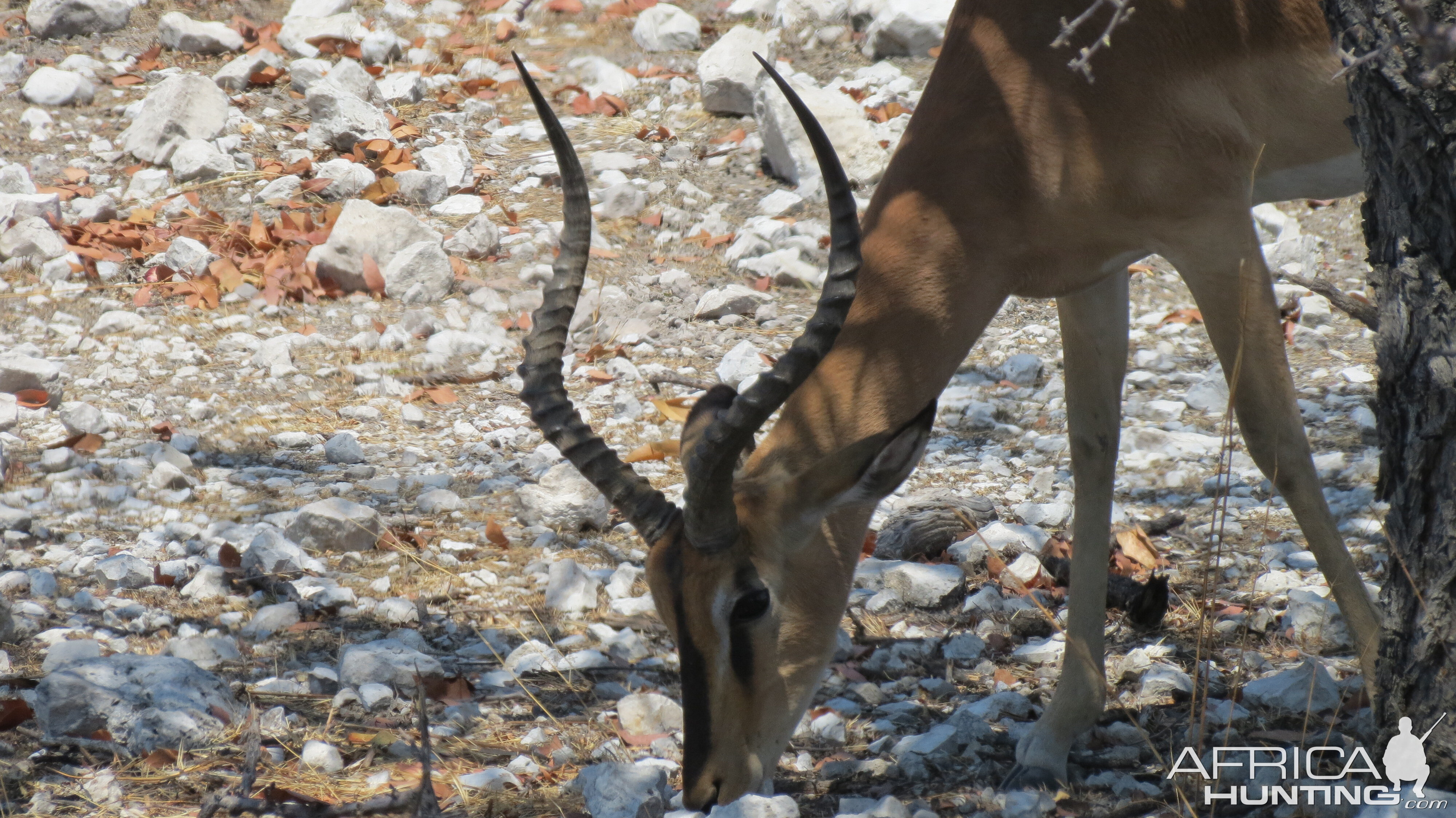 Black-Faced Impala at Etosha National Park