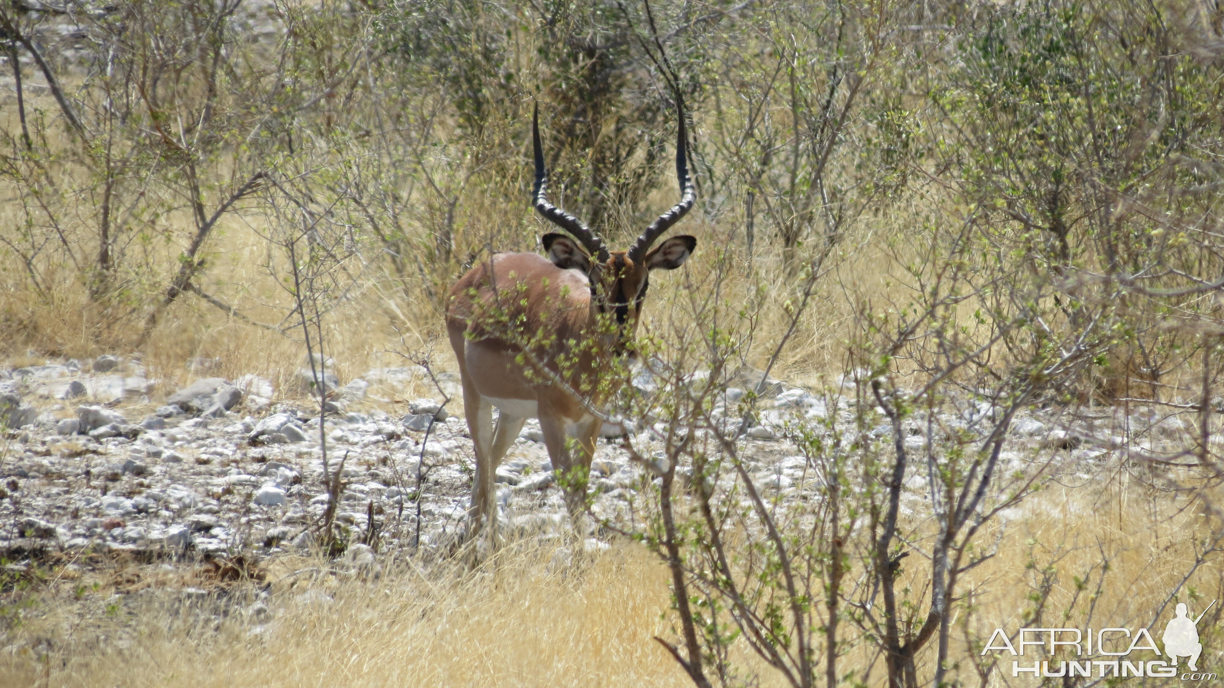 Black-Faced Impala at Etosha National Park