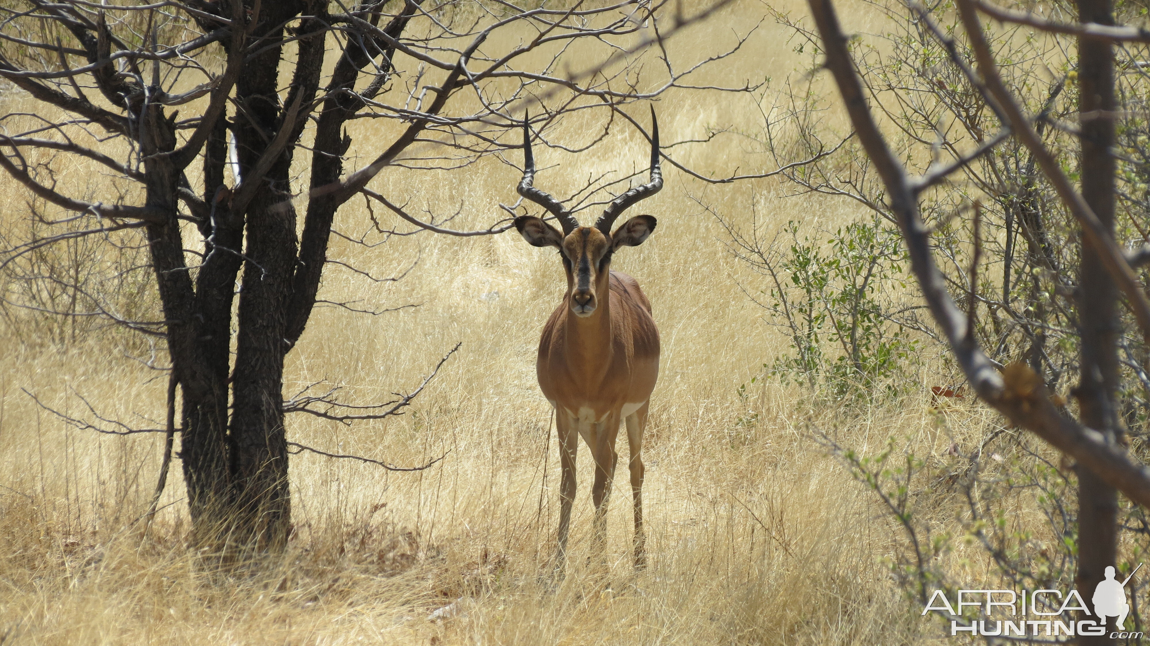 Black-Faced Impala at Etosha National Park