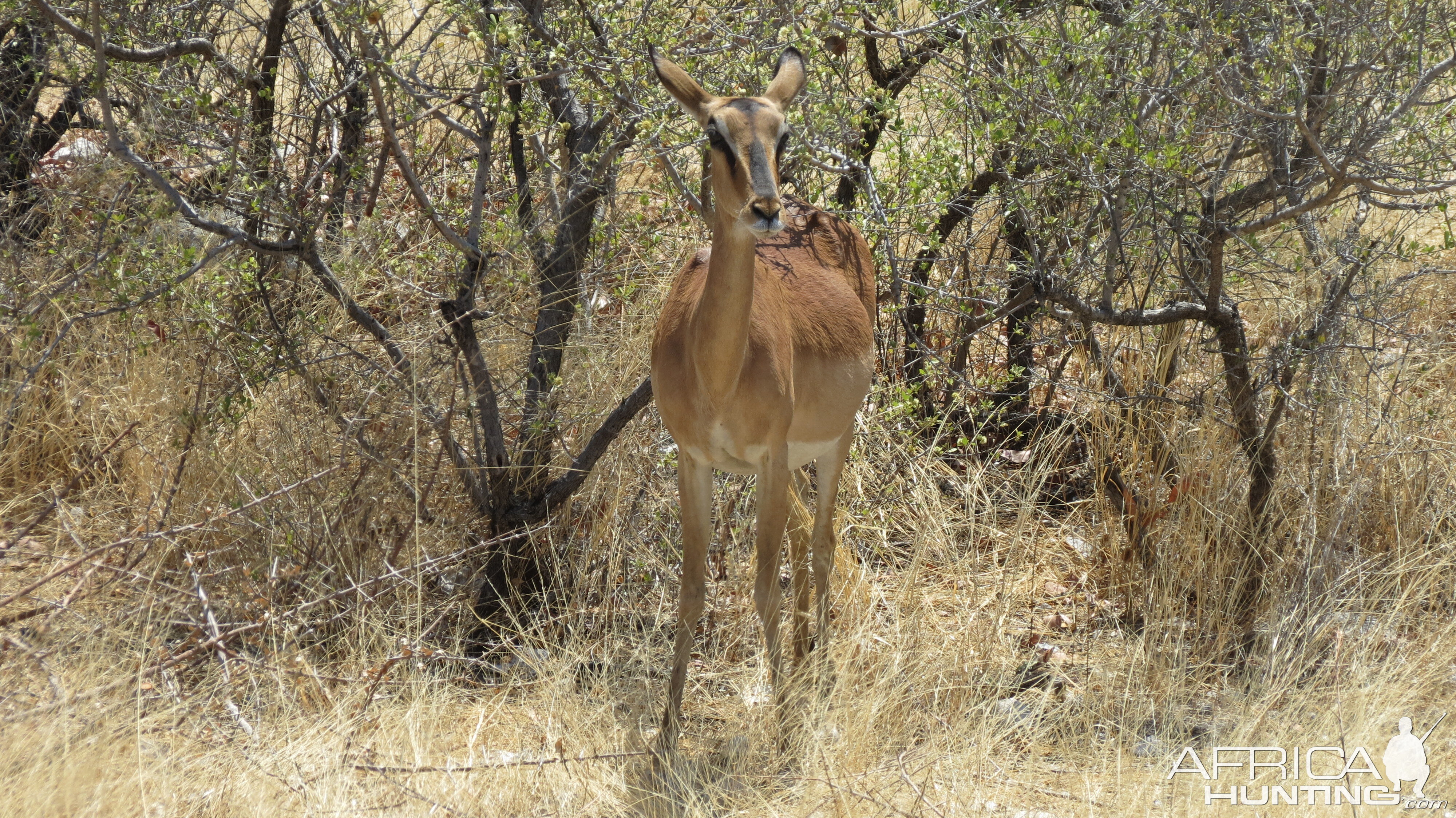 Black-Faced Impala at Etosha National Park