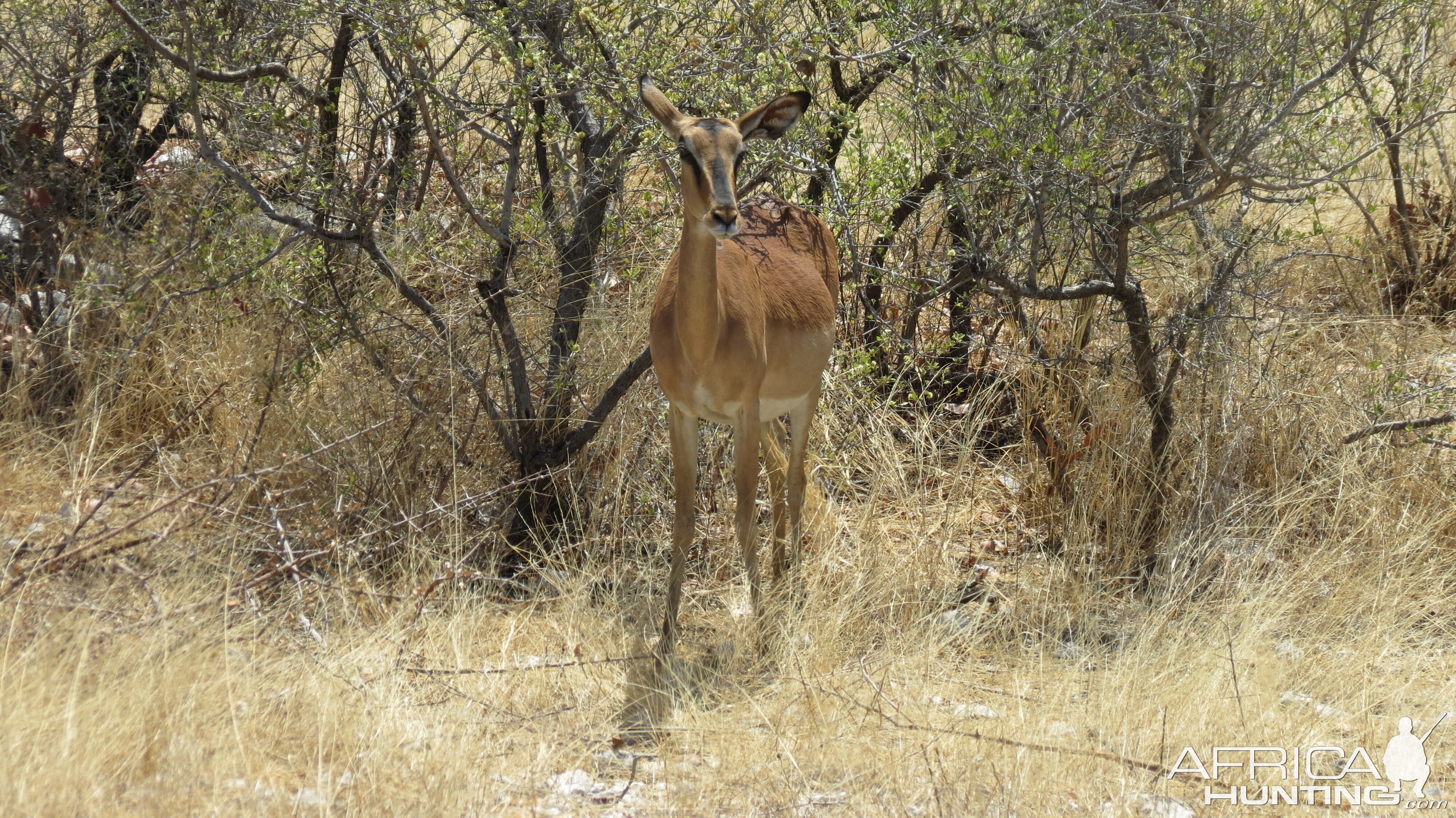 Black-Faced Impala at Etosha National Park