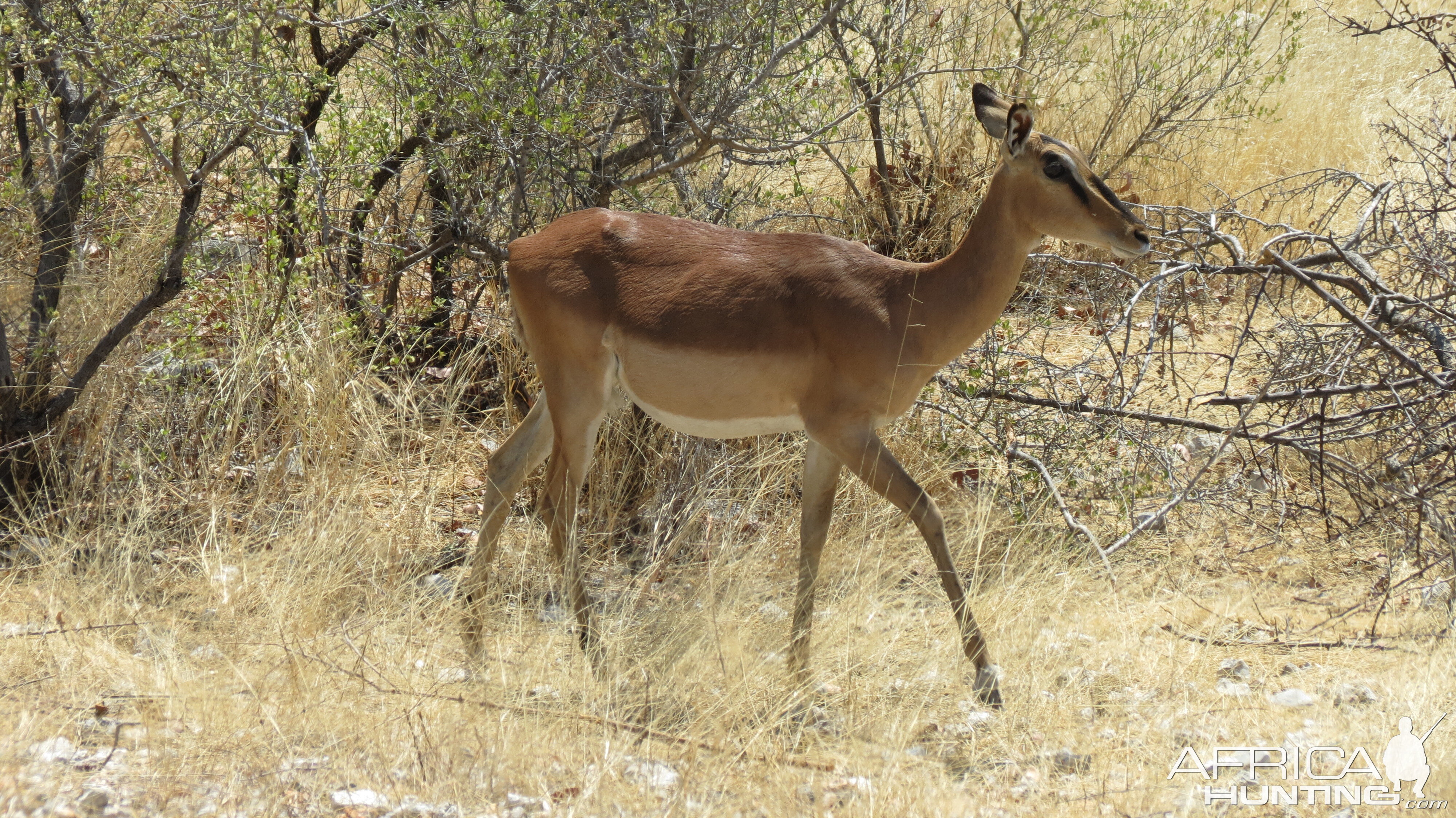 Black-Faced Impala at Etosha National Park