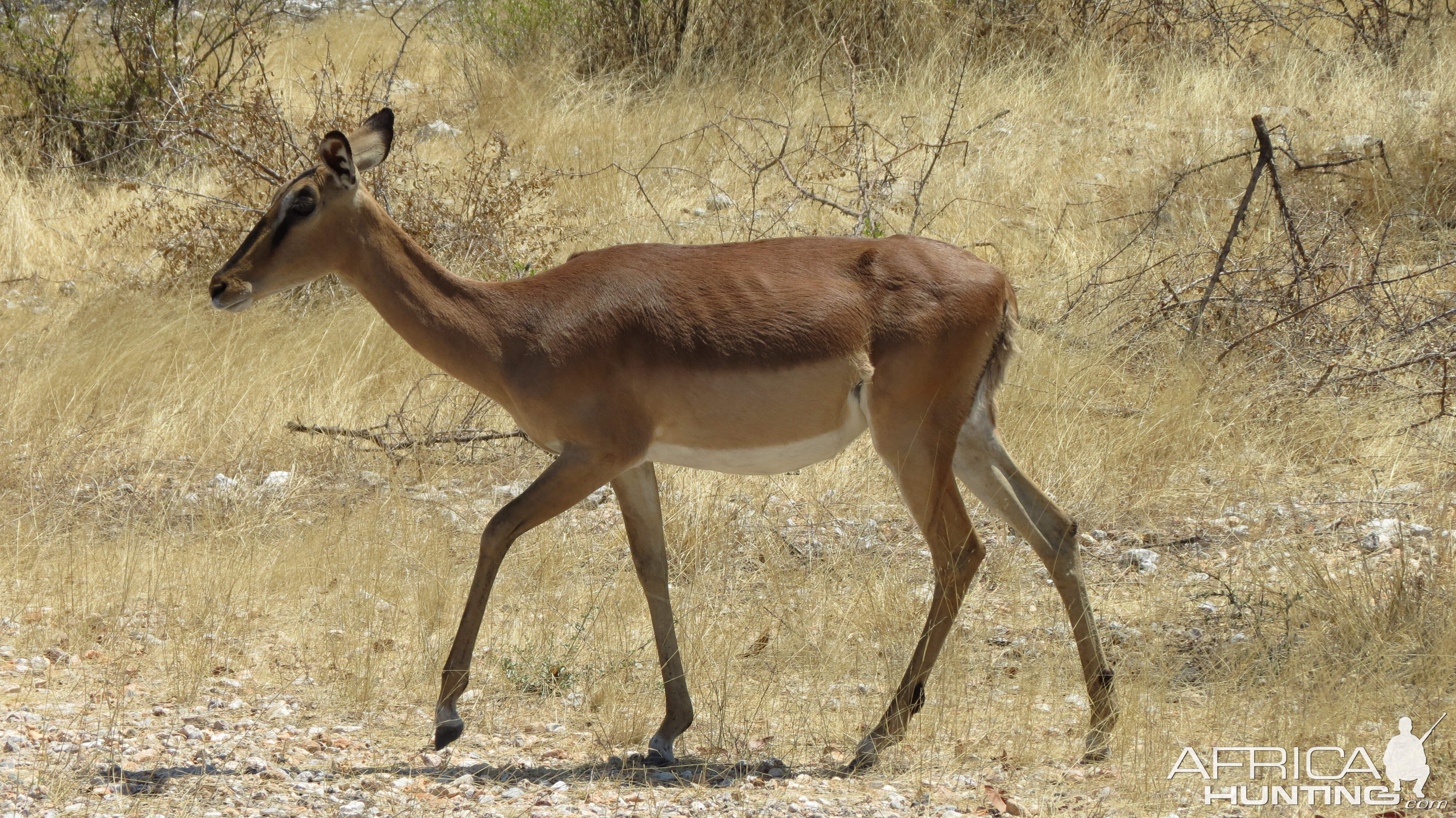 Black-Faced Impala at Etosha National Park