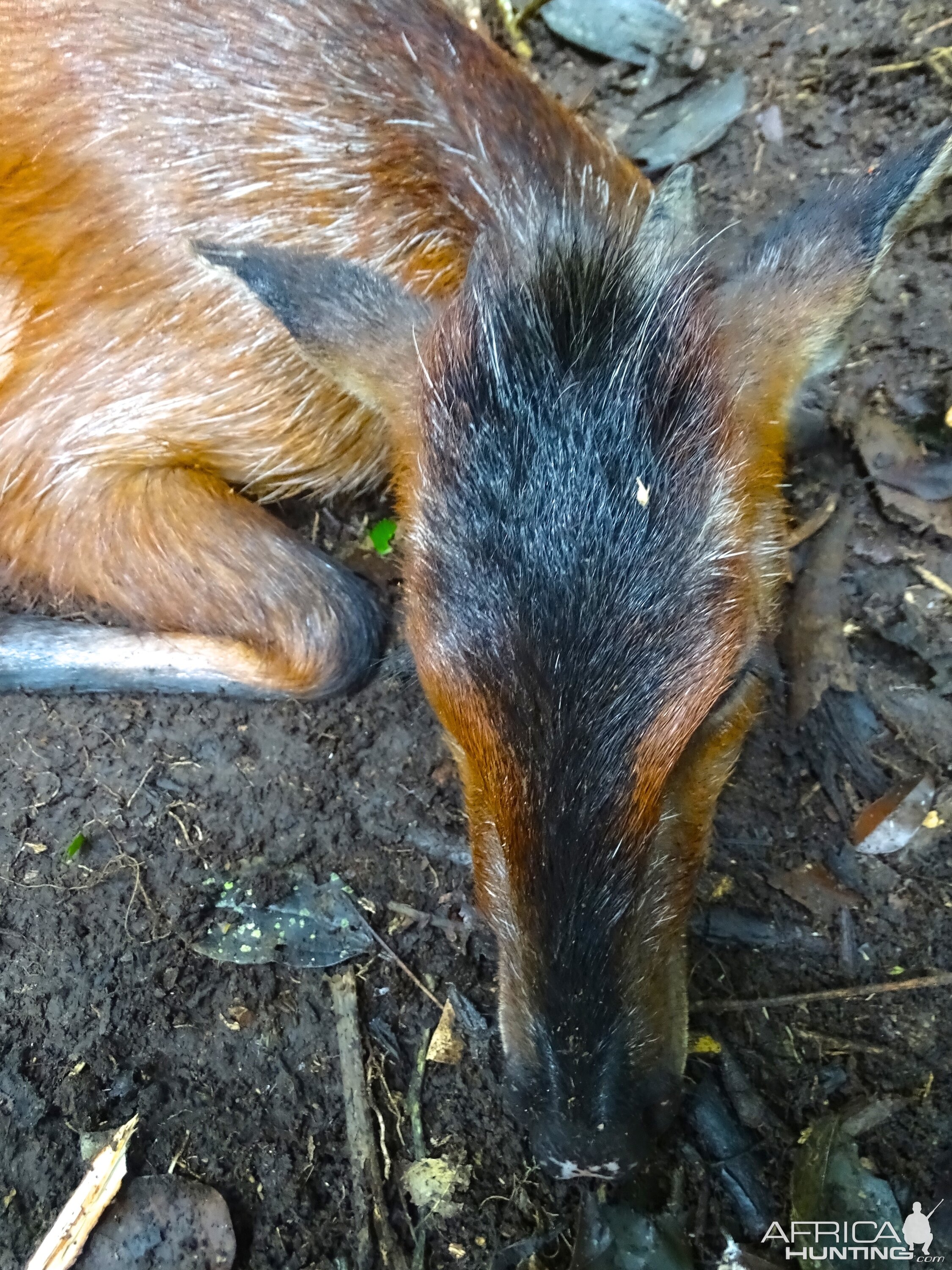 Black Fronted Duiker Hunting in Congo