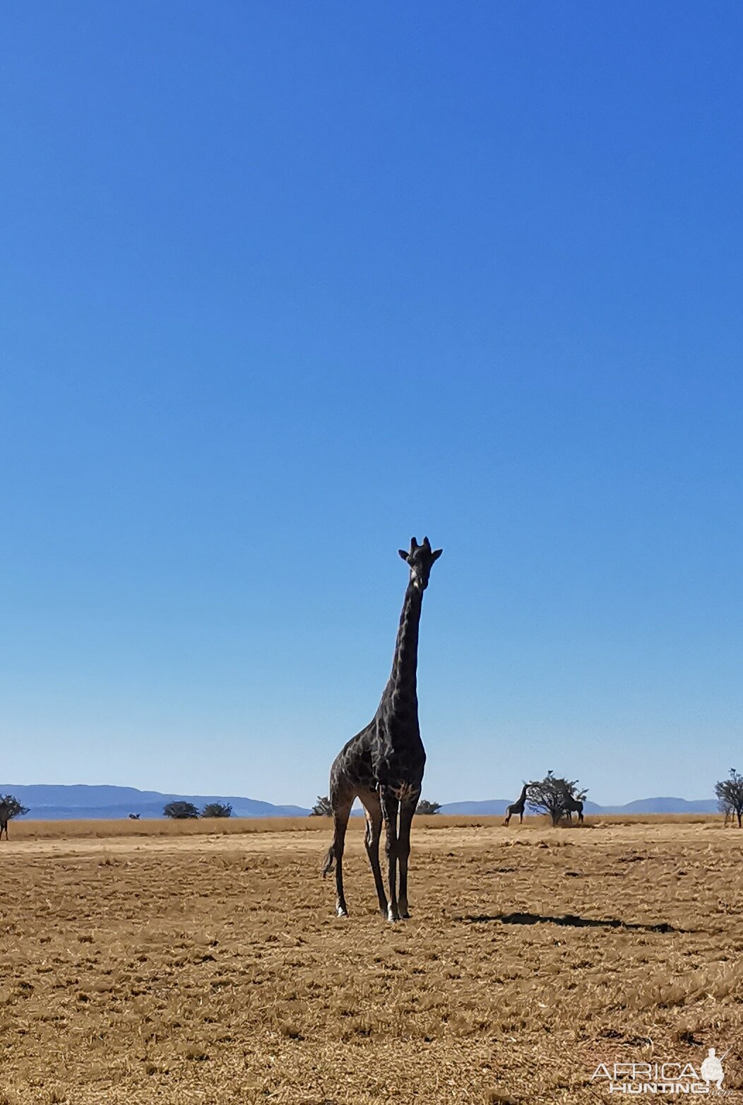 Black Giraffe South Africa