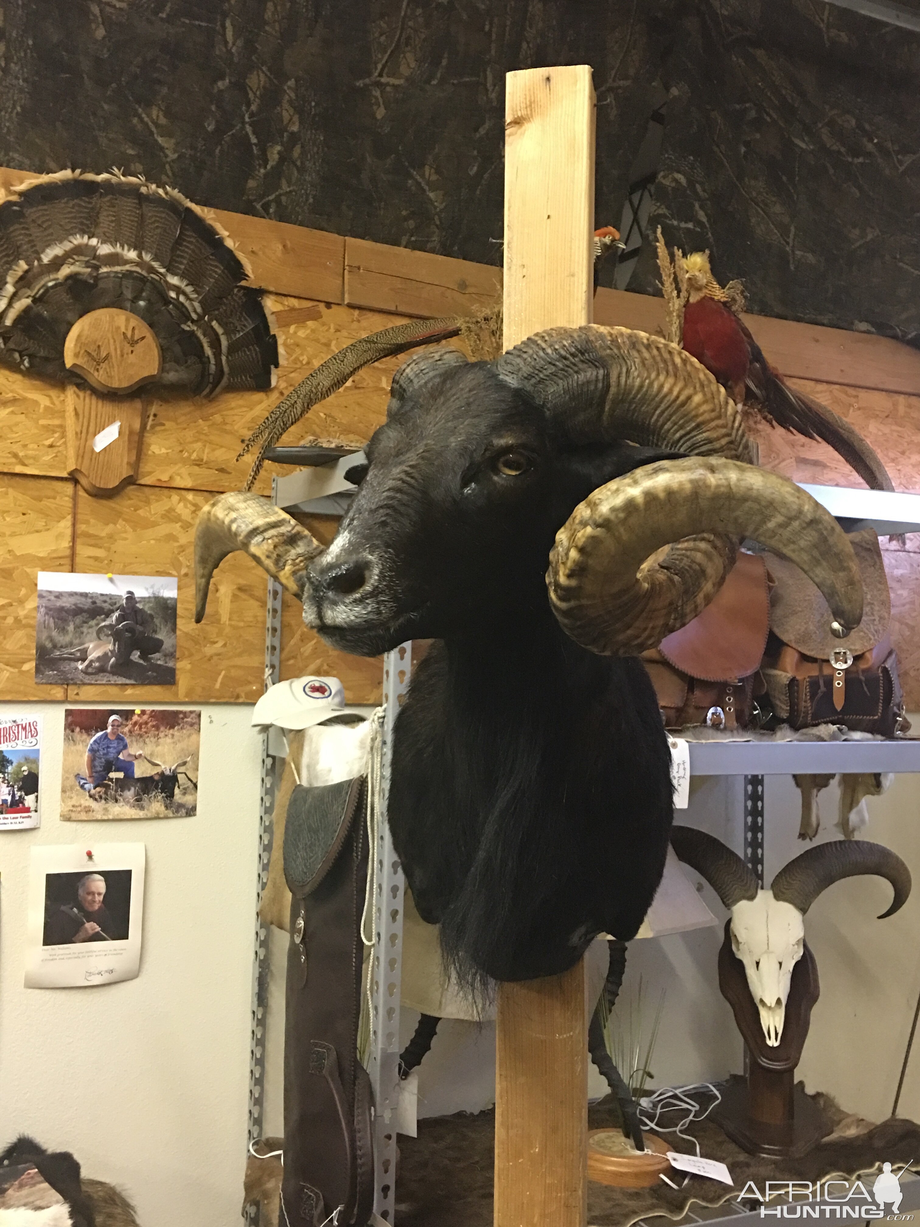 Black Hawaiian Ram Shoulder Mount Taxidermy