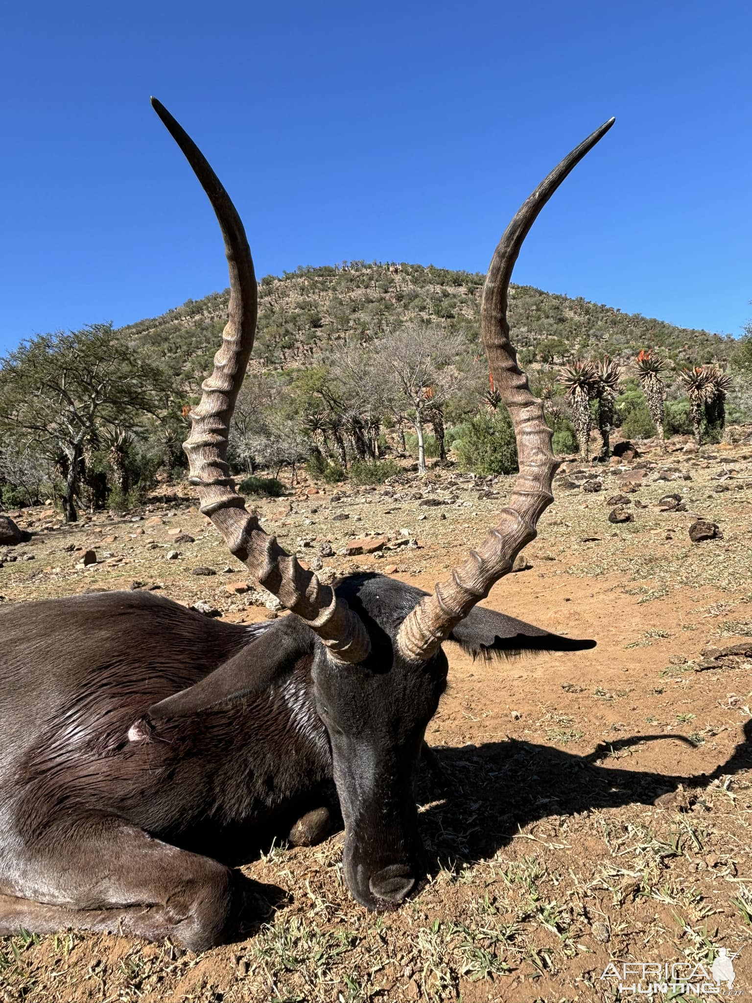 Black Impala Hunt Eastern Cape South Africa