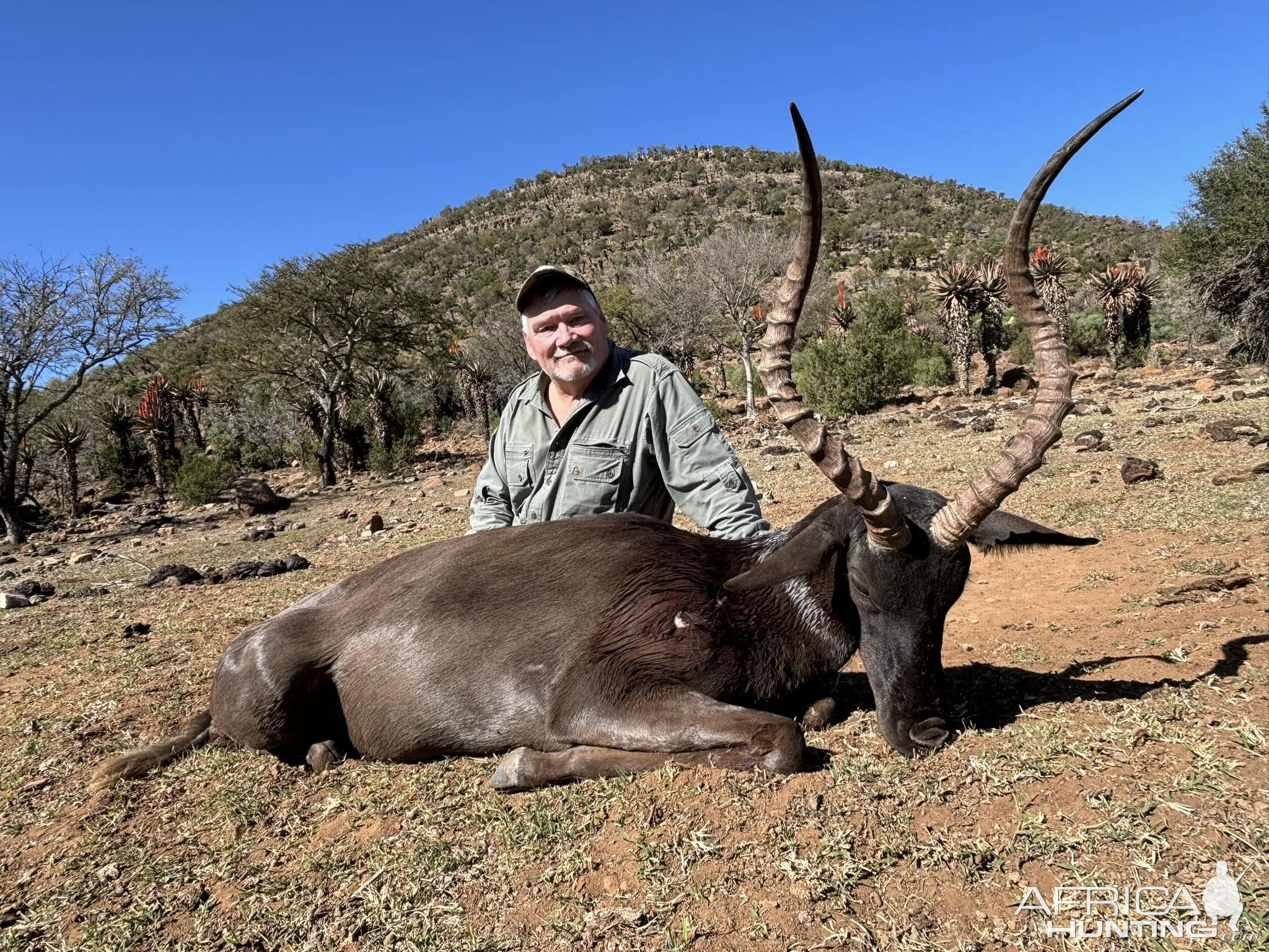 Black Impala Hunt Eastern Cape South Africa