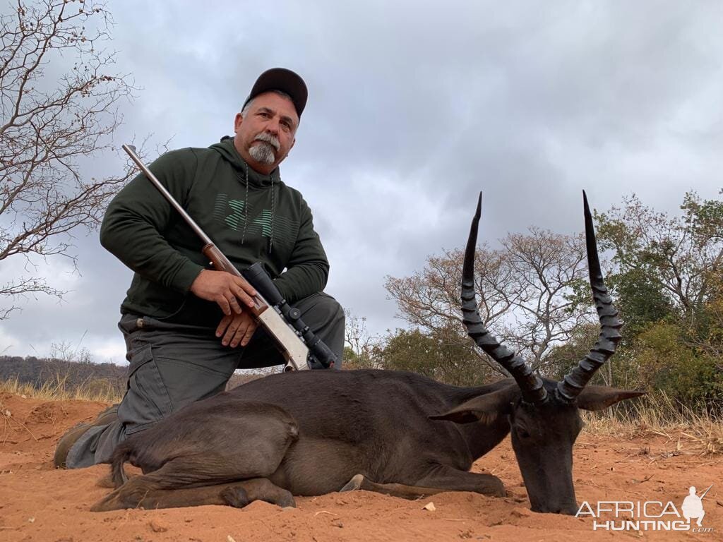 Black Impala Hunt South Africa