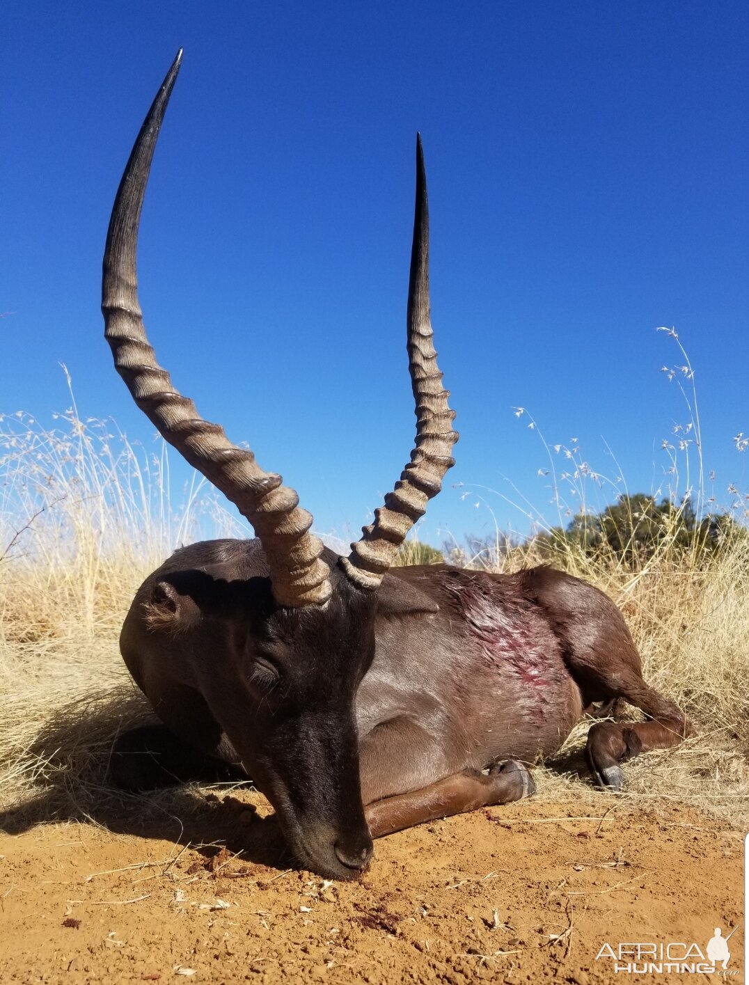 Black Impala Hunt