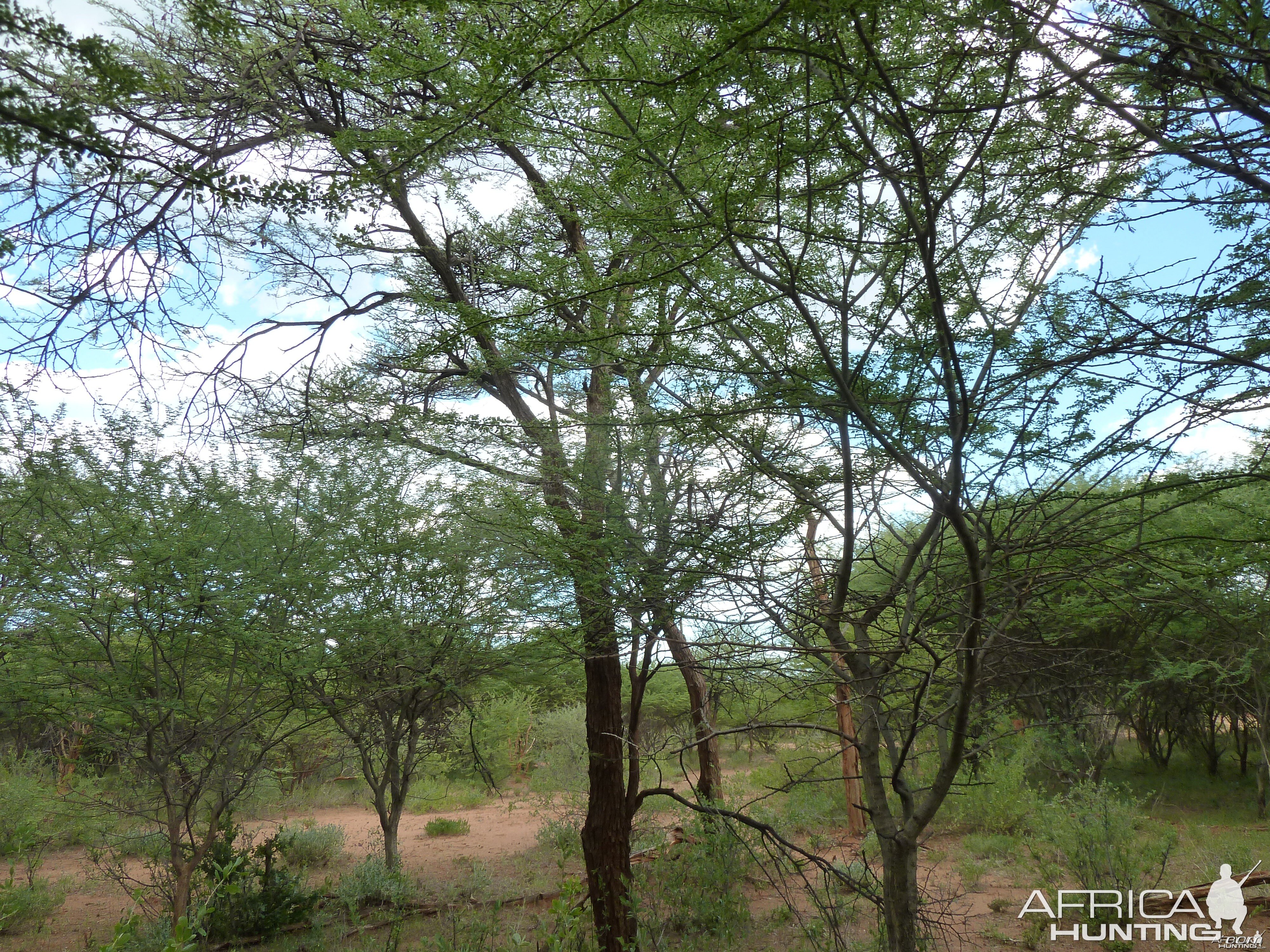 Black Mamba in a tree, Namibia