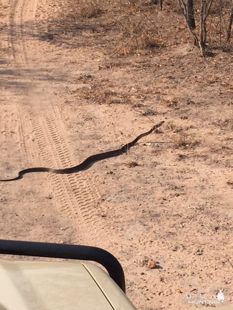 Black Mamba in South Africa