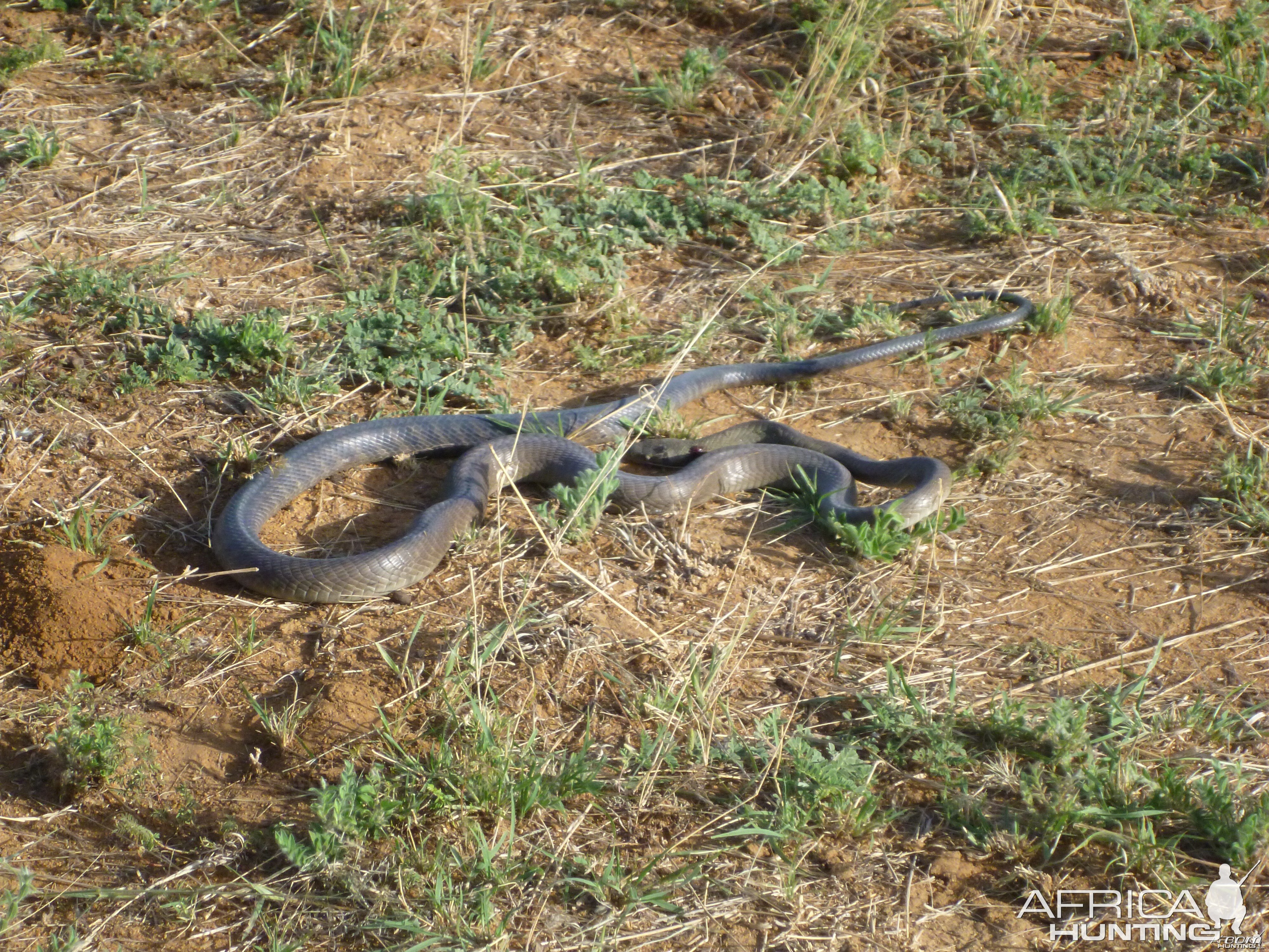 Black Mamba Namibia | AfricaHunting.com