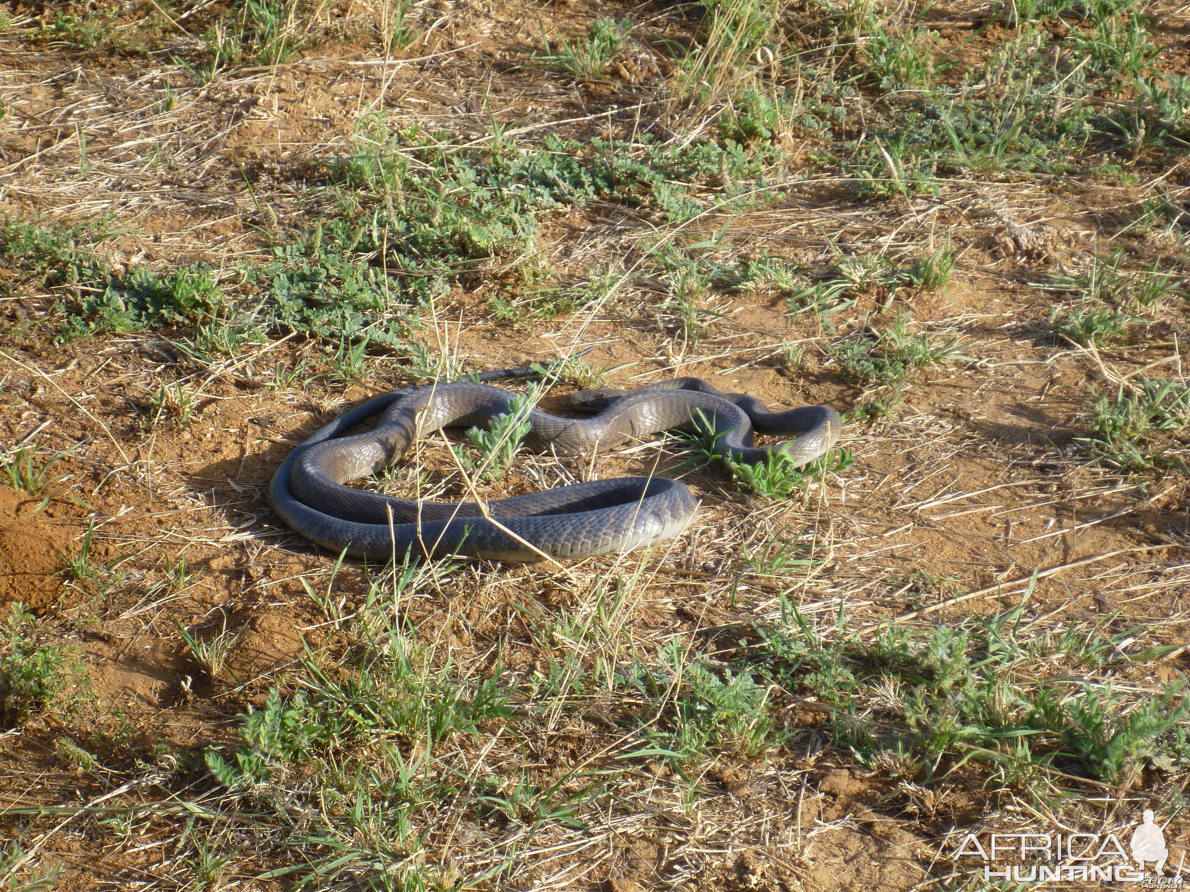 Black Mamba Namibia