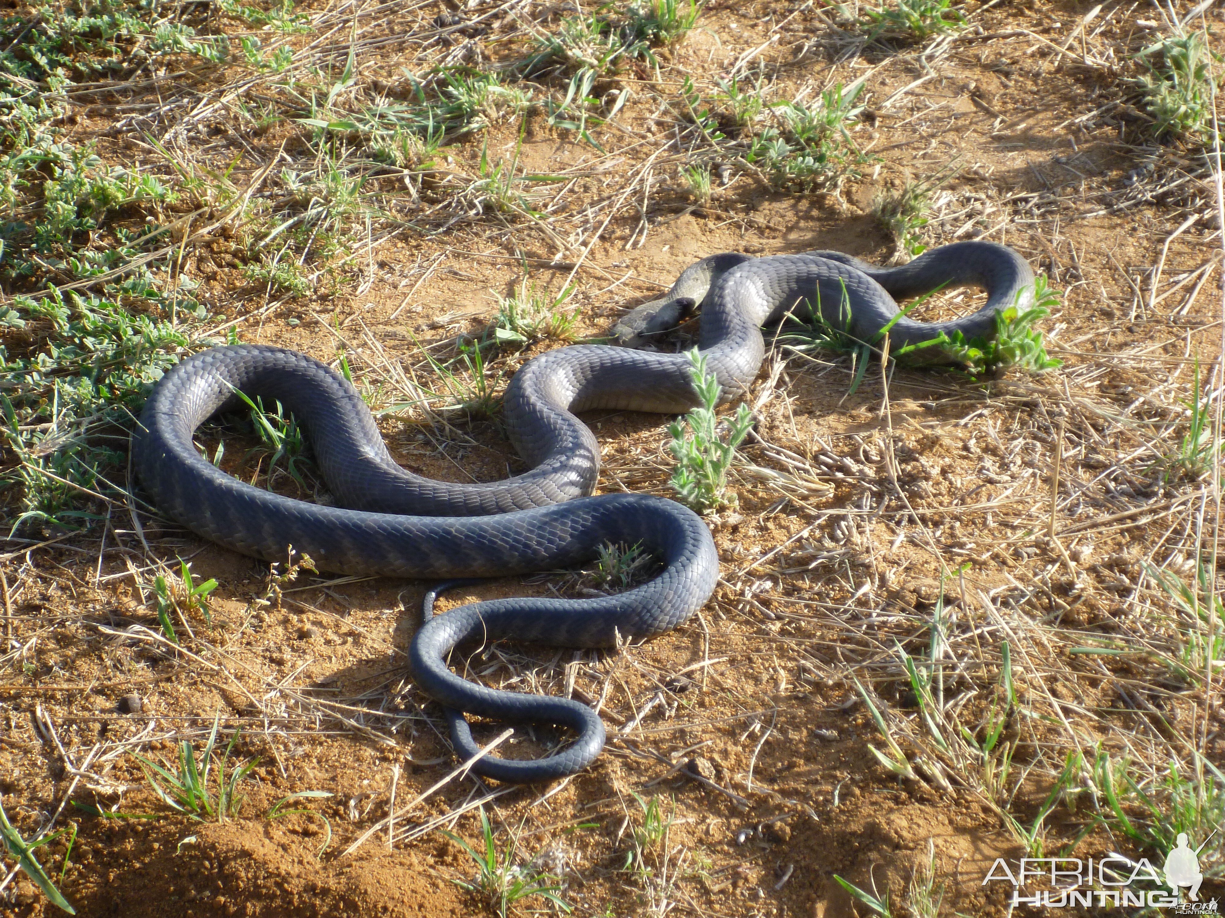 Black Mamba Namibia | Hunting