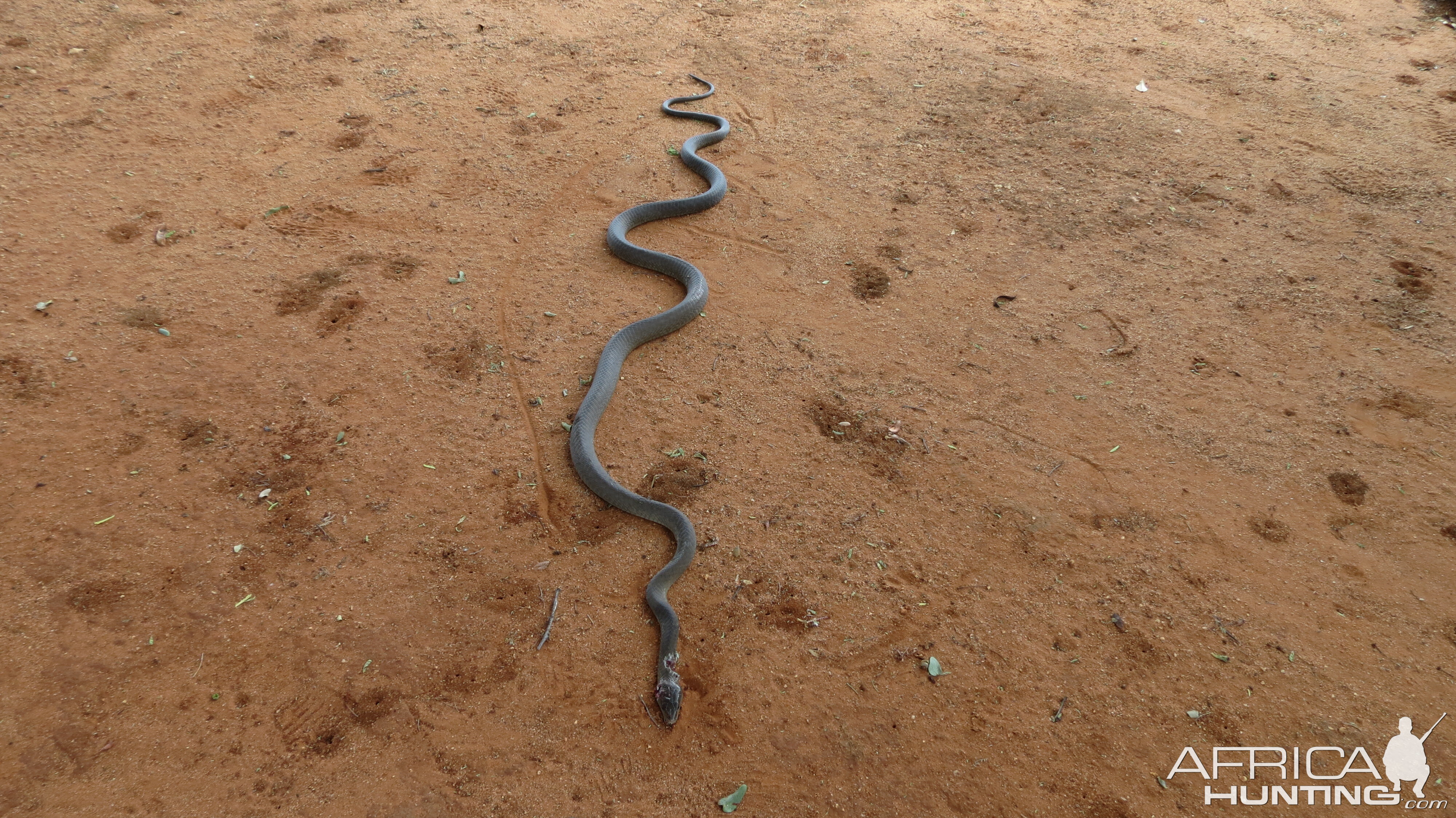 Black Mamba Namibia | AfricaHunting.com