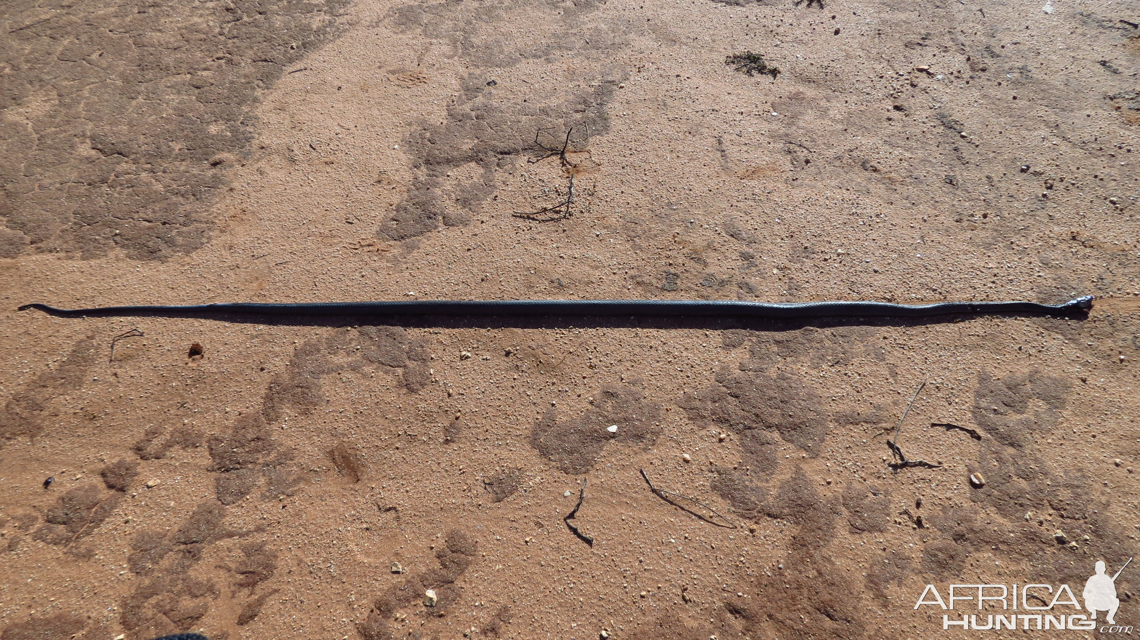 Black Mamba Namibia