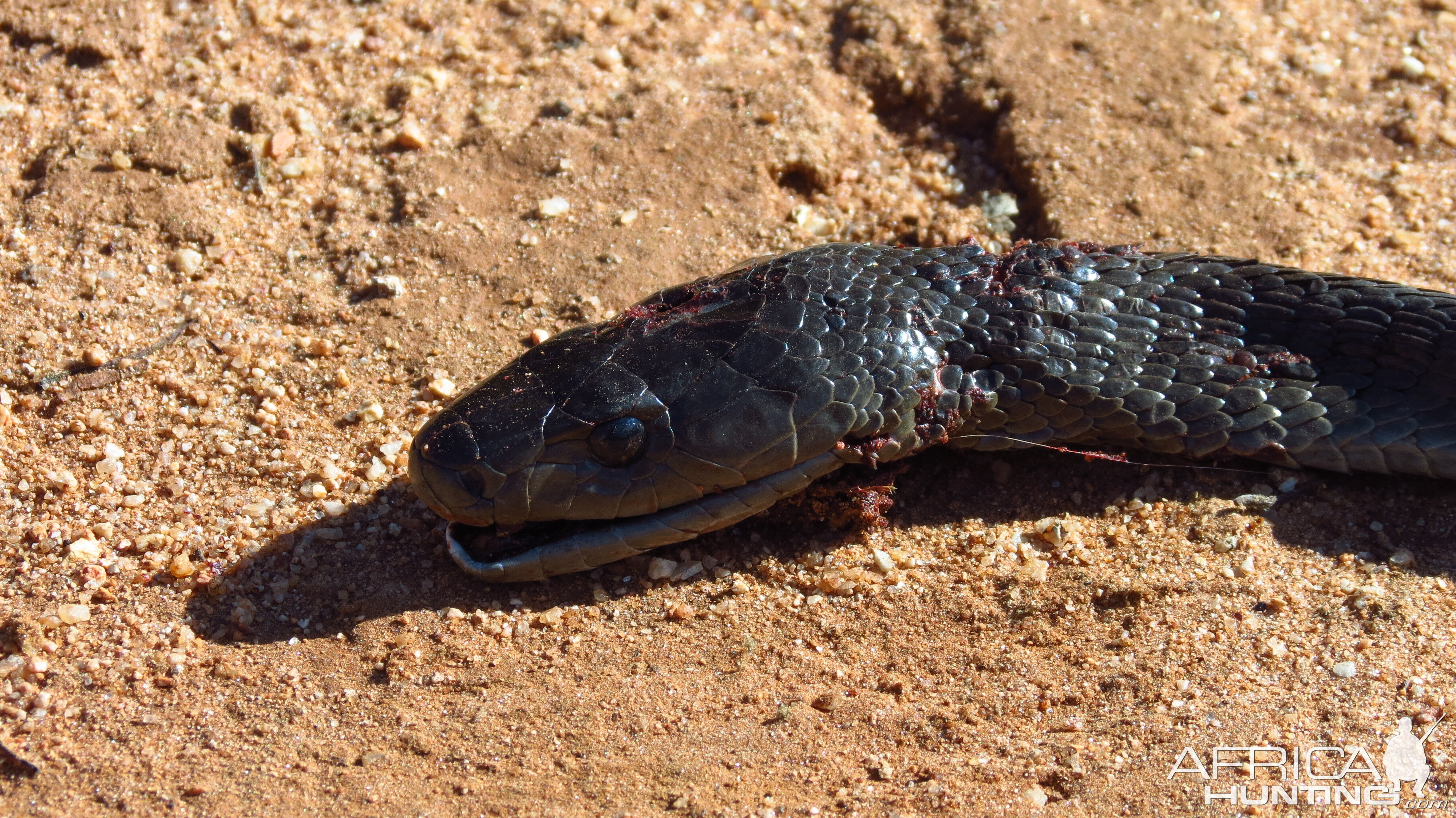 Black Mamba Namibia