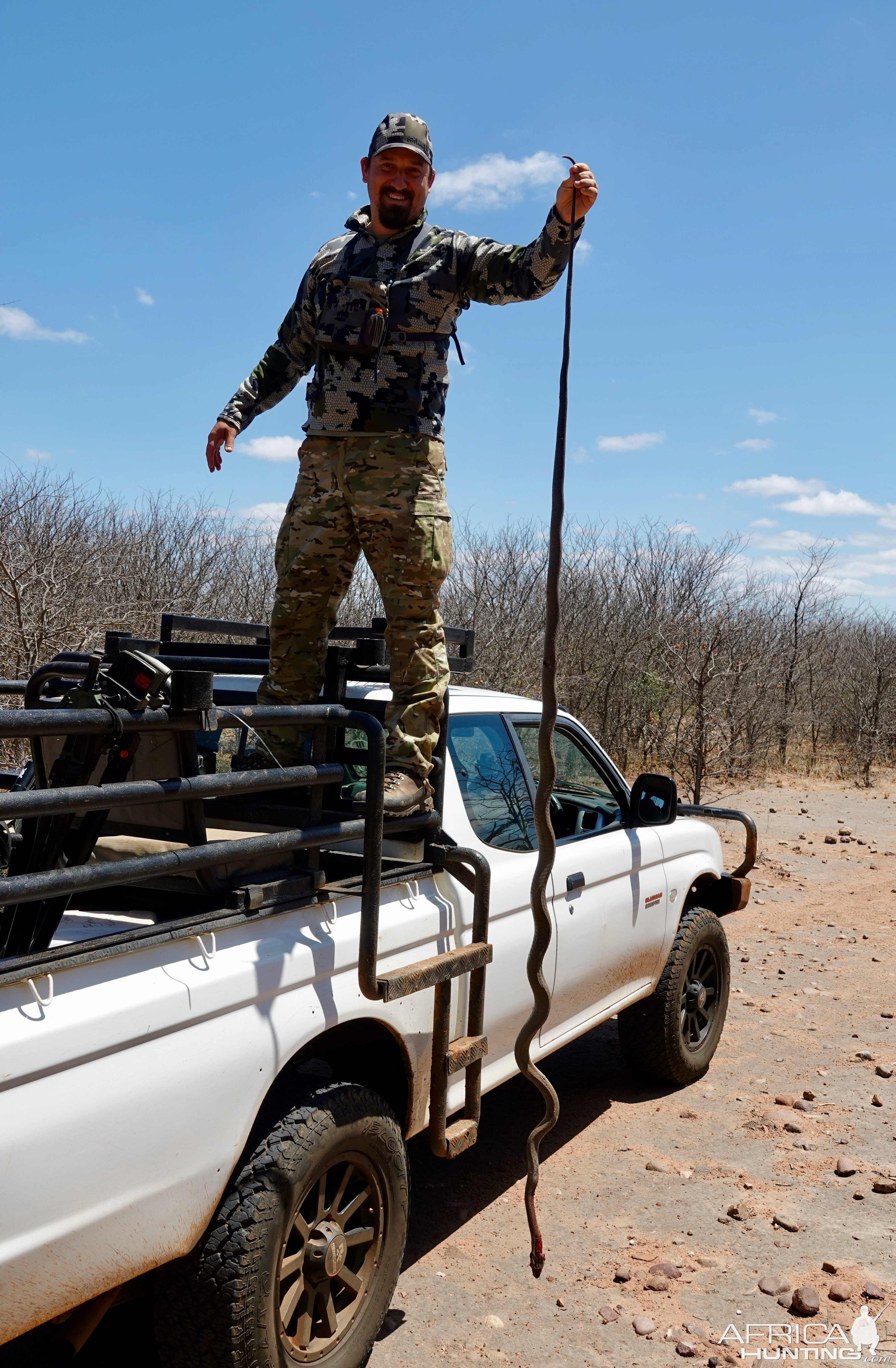 Black Mamba Snake Limpopo South Africa