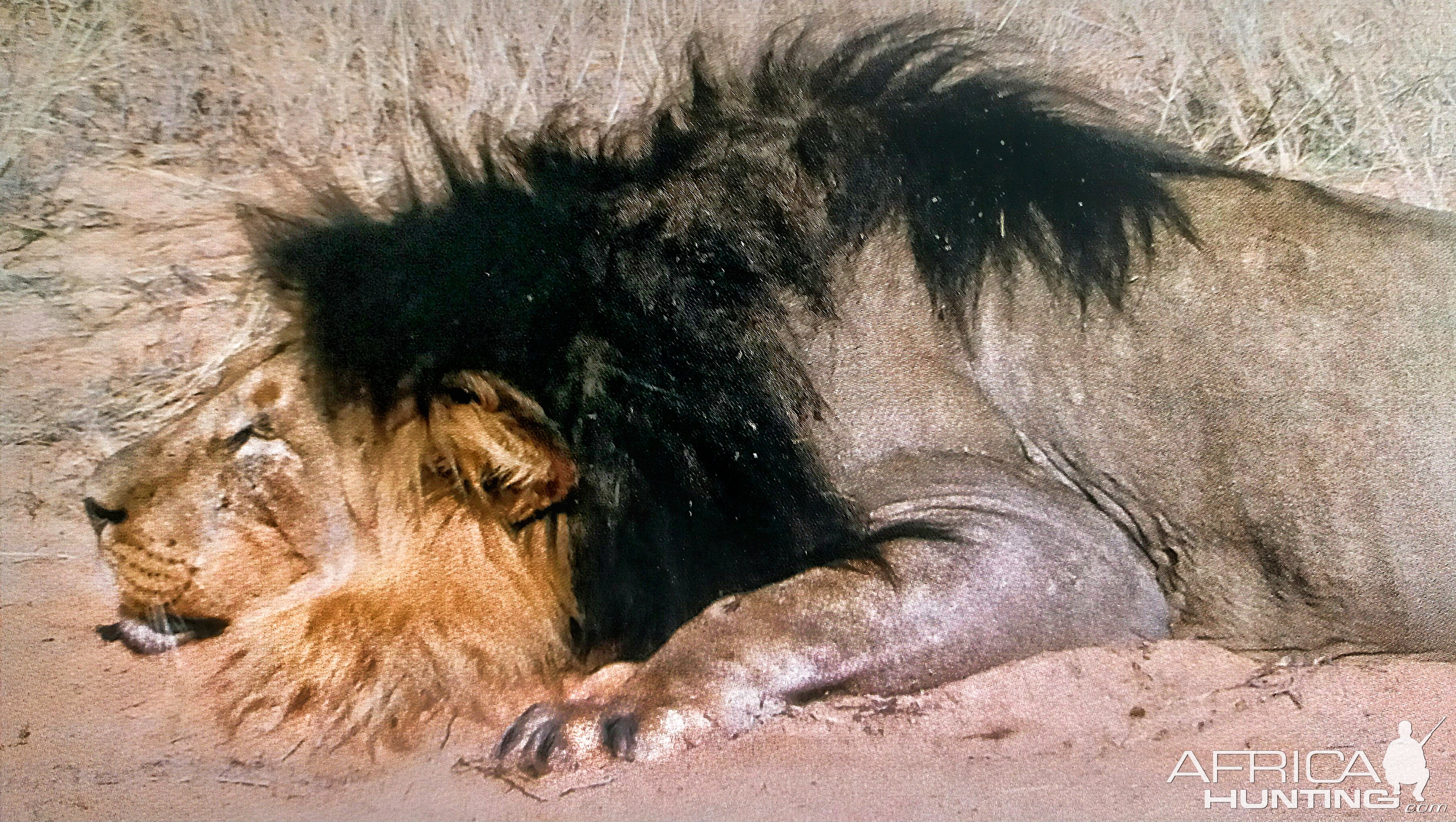 Black-maned lion shot by Steve Chancellor in 2006-Okavango Delta, Botswana