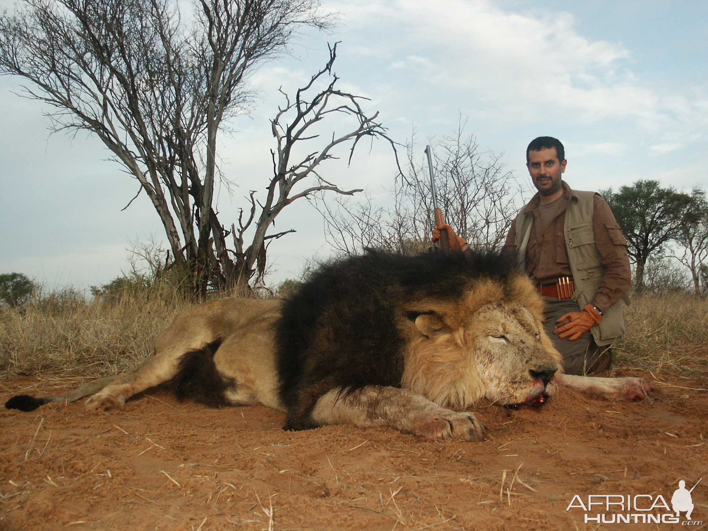 Black Maned Lion