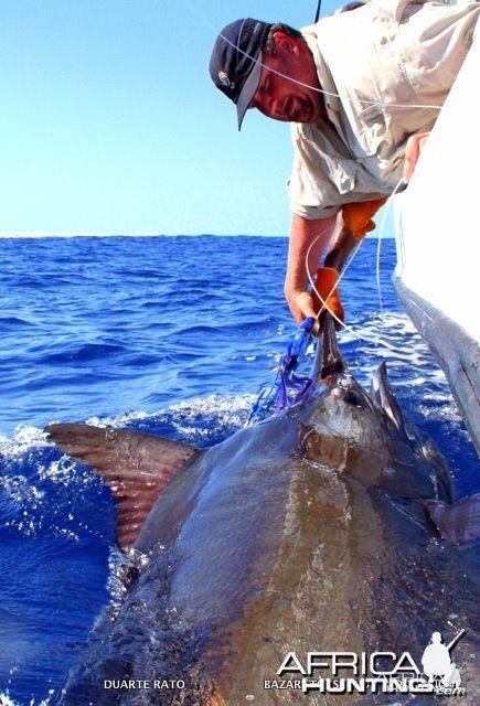 Black Marlin