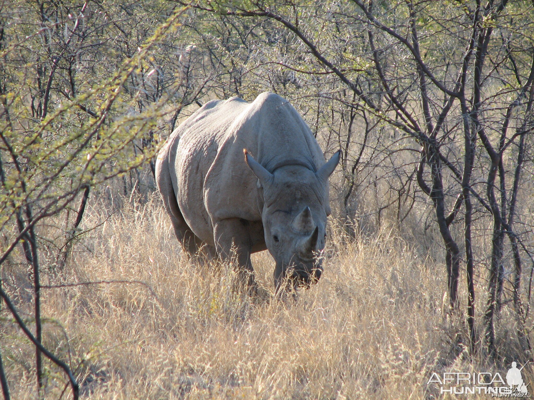 Black Rhino at Etosha National Park, Namibia | AfricaHunting.com