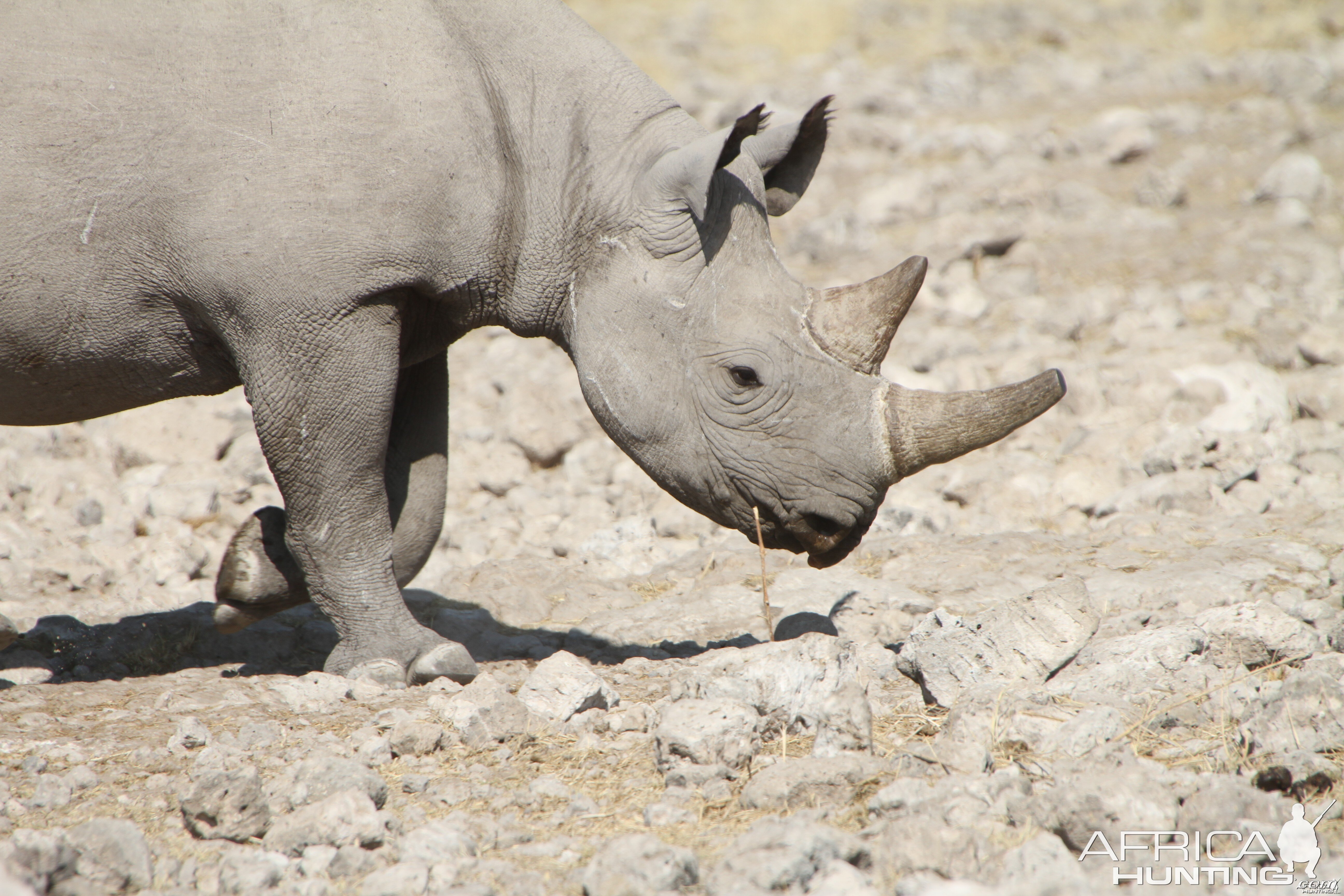 Black Rhino at Etosha National Park