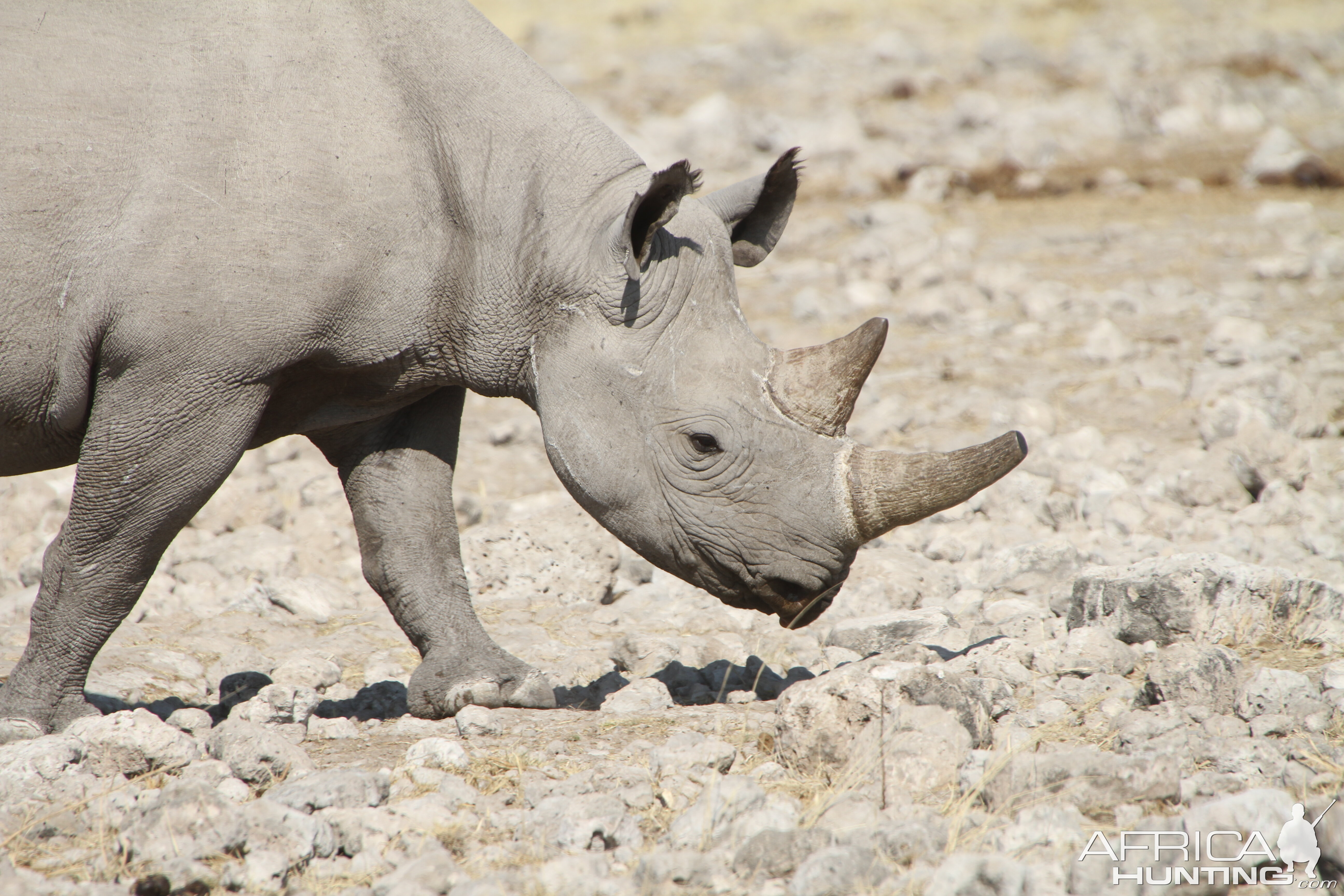 Black Rhino at Etosha National Park