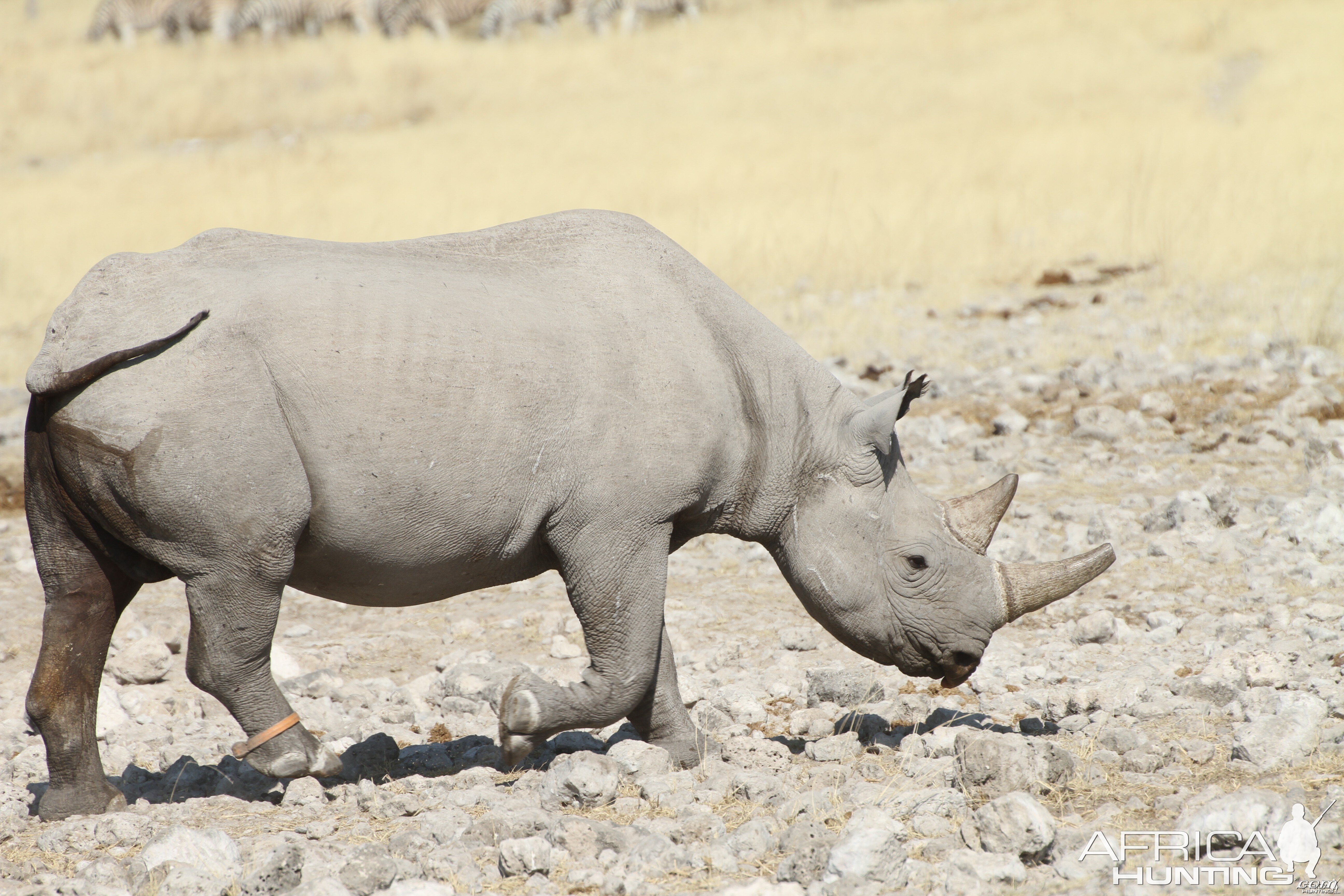 Black Rhino at Etosha National Park