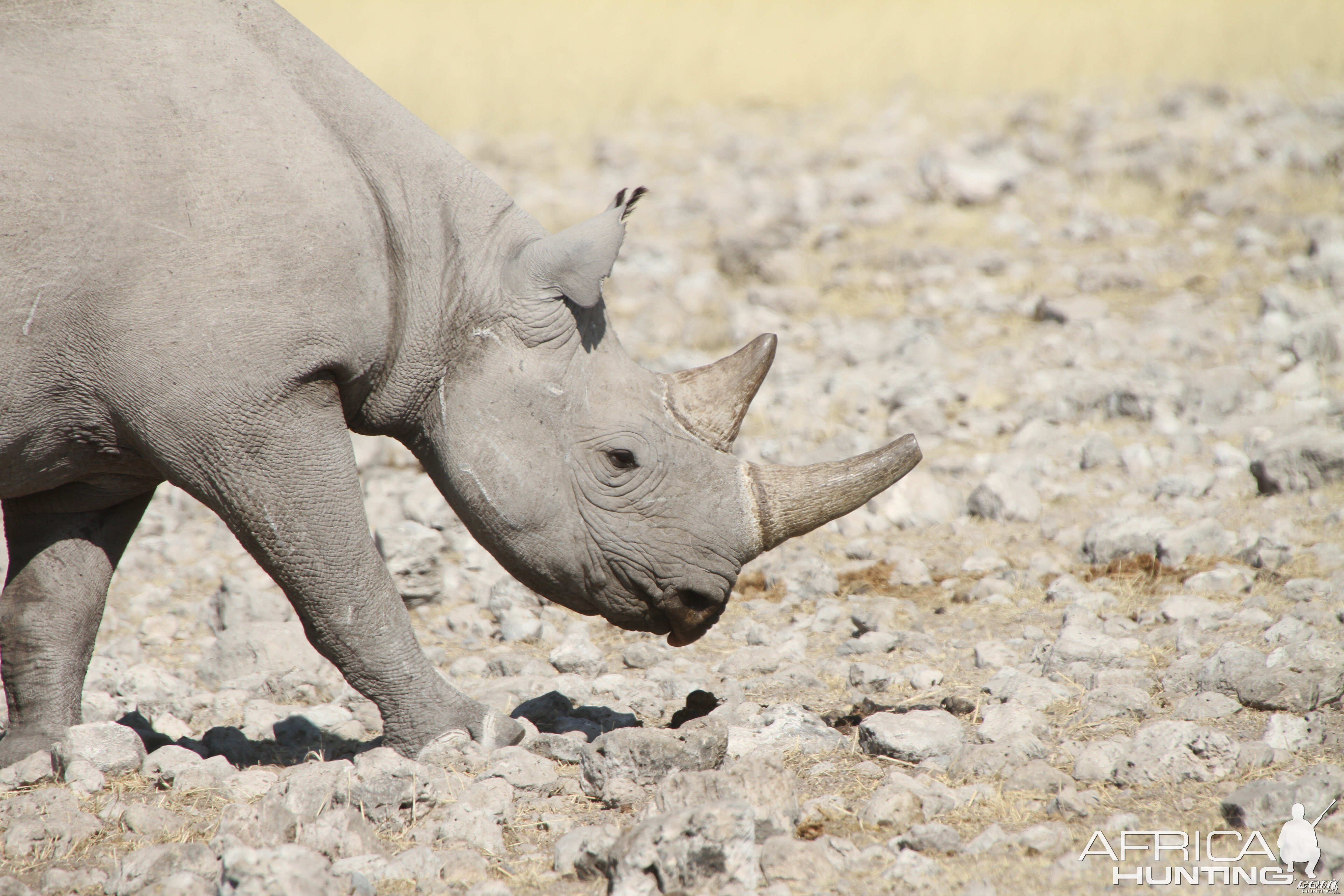 Black Rhino at Etosha National Park