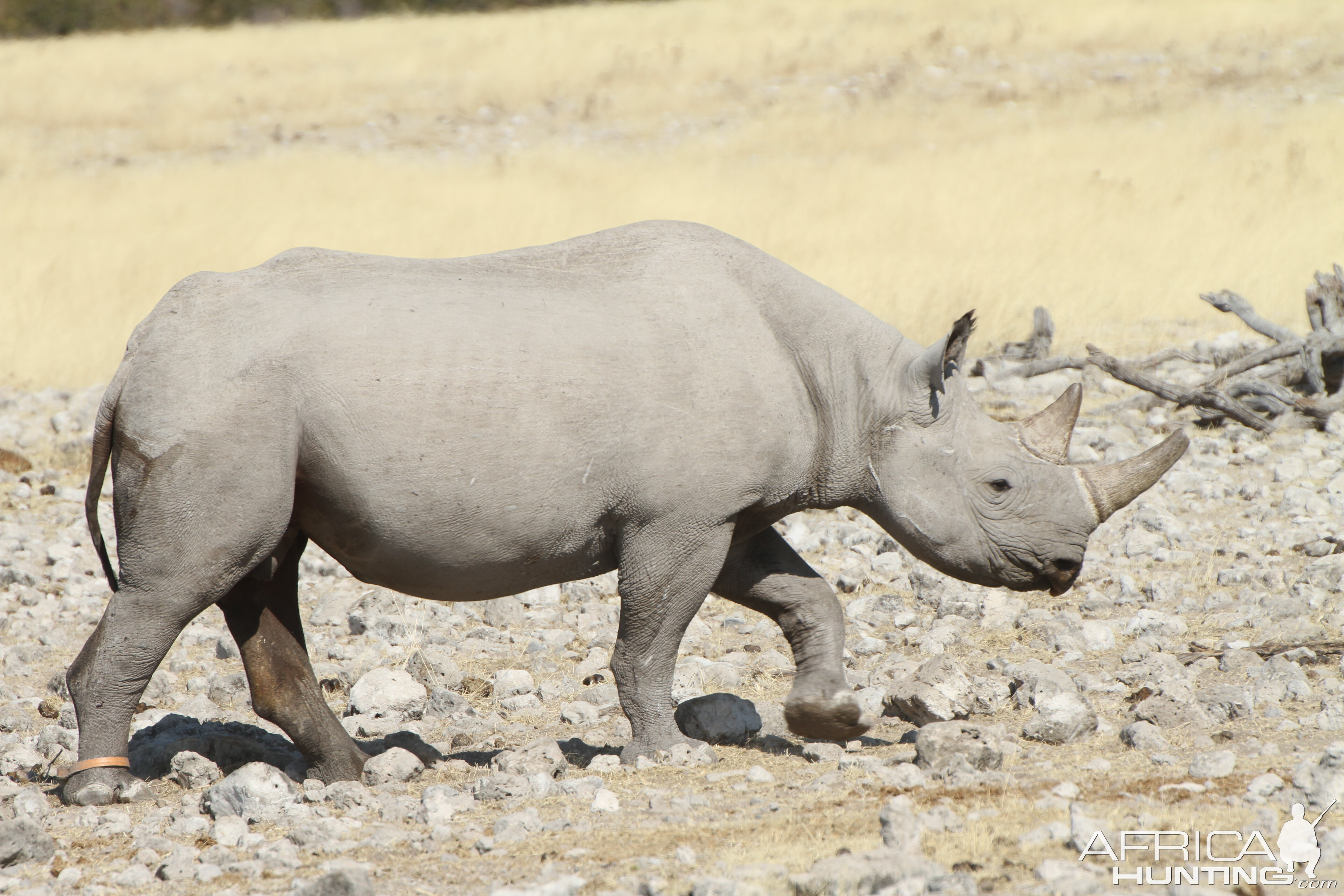 Black Rhino at Etosha National Park