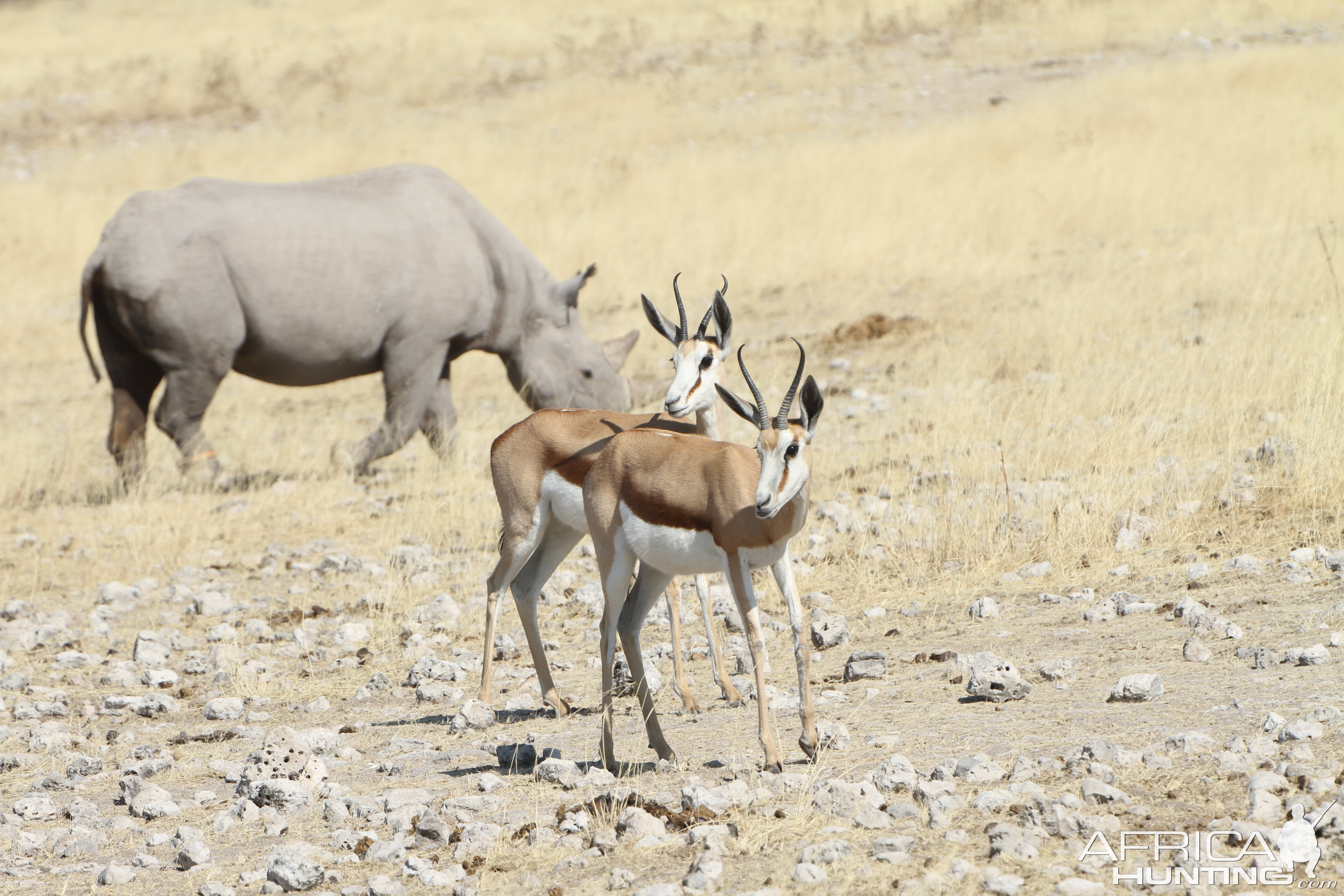 Black Rhino at Etosha National Park