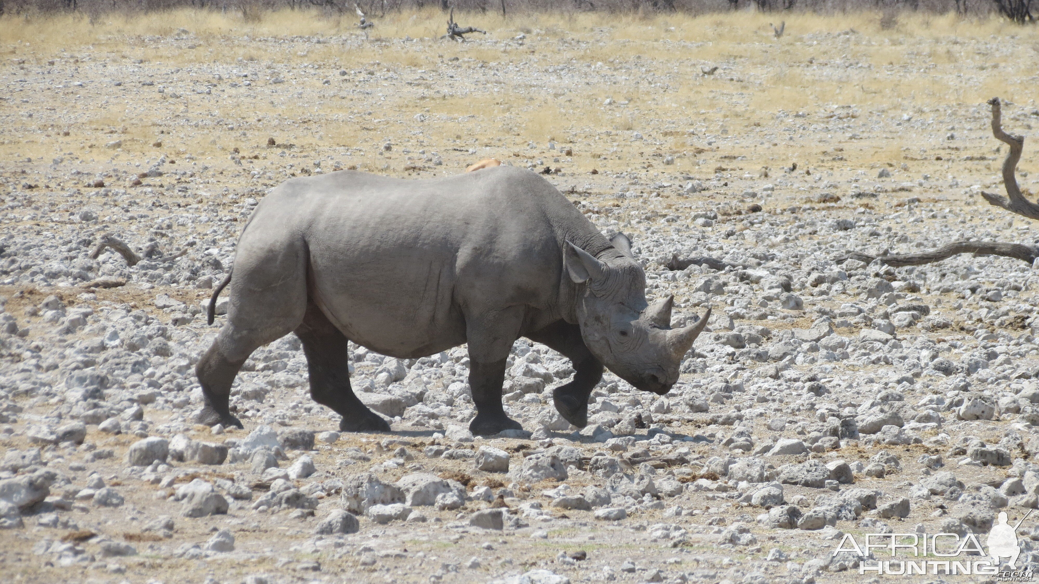 Black Rhino at Etosha National Park