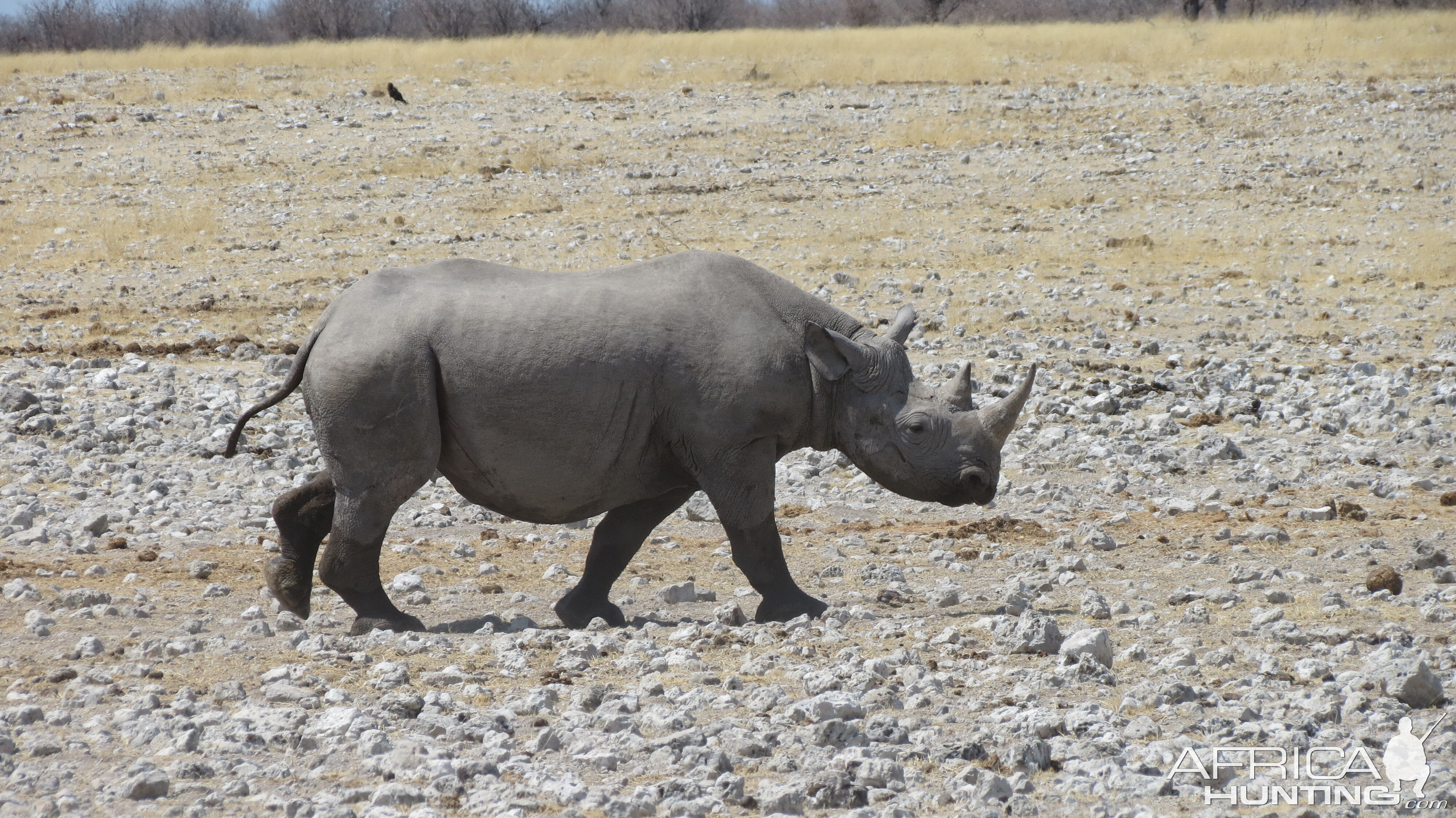 Black Rhino at Etosha National Park