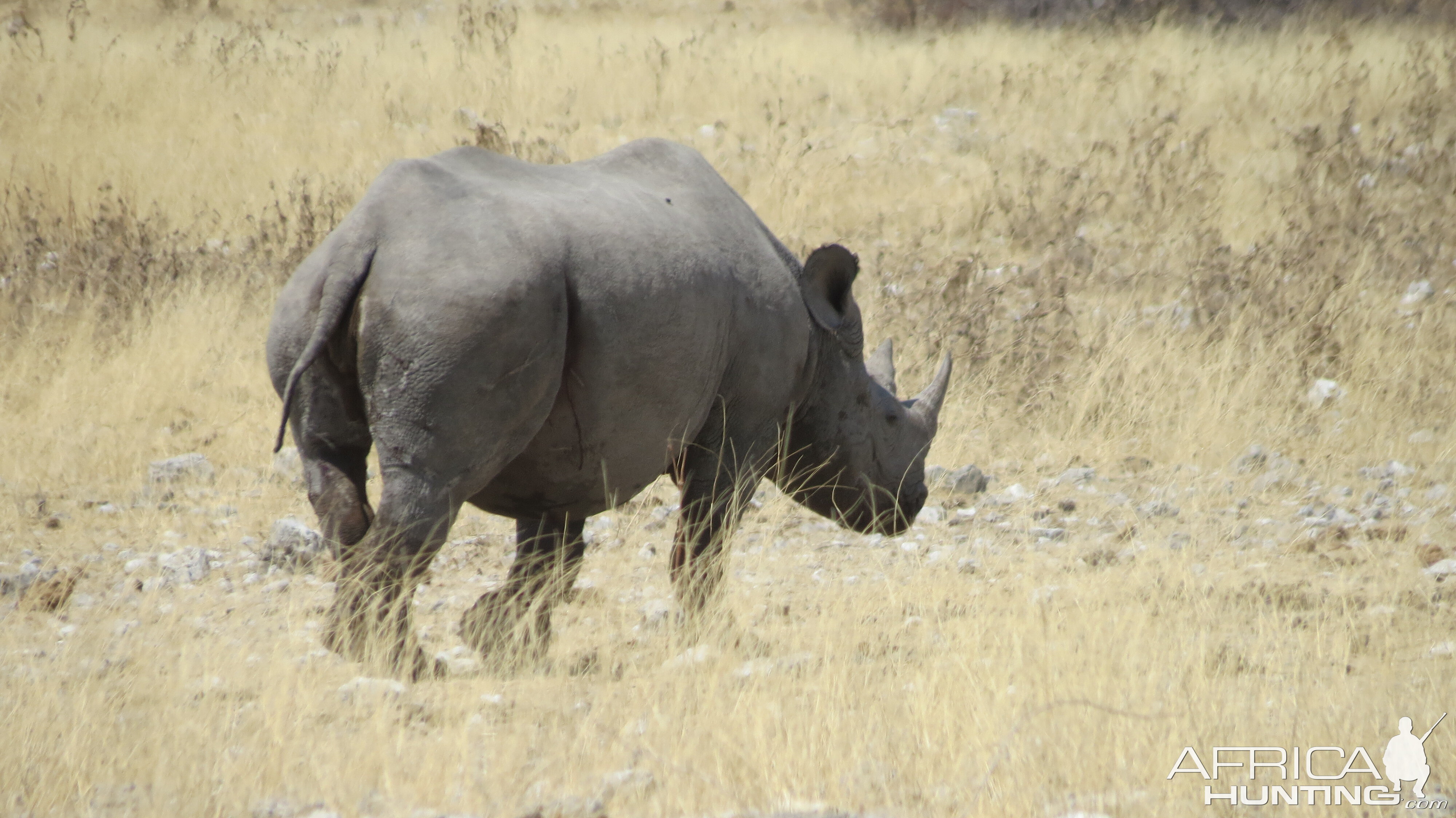 Black Rhino at Etosha National Park | AfricaHunting.com