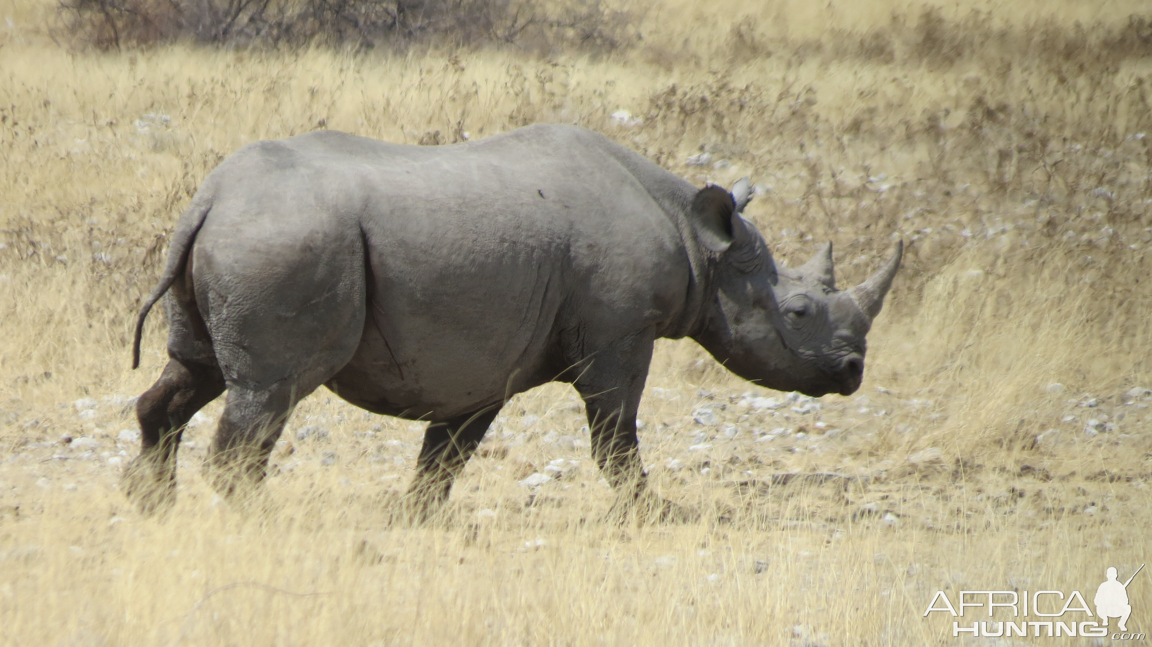 Black Rhino at Etosha National Park