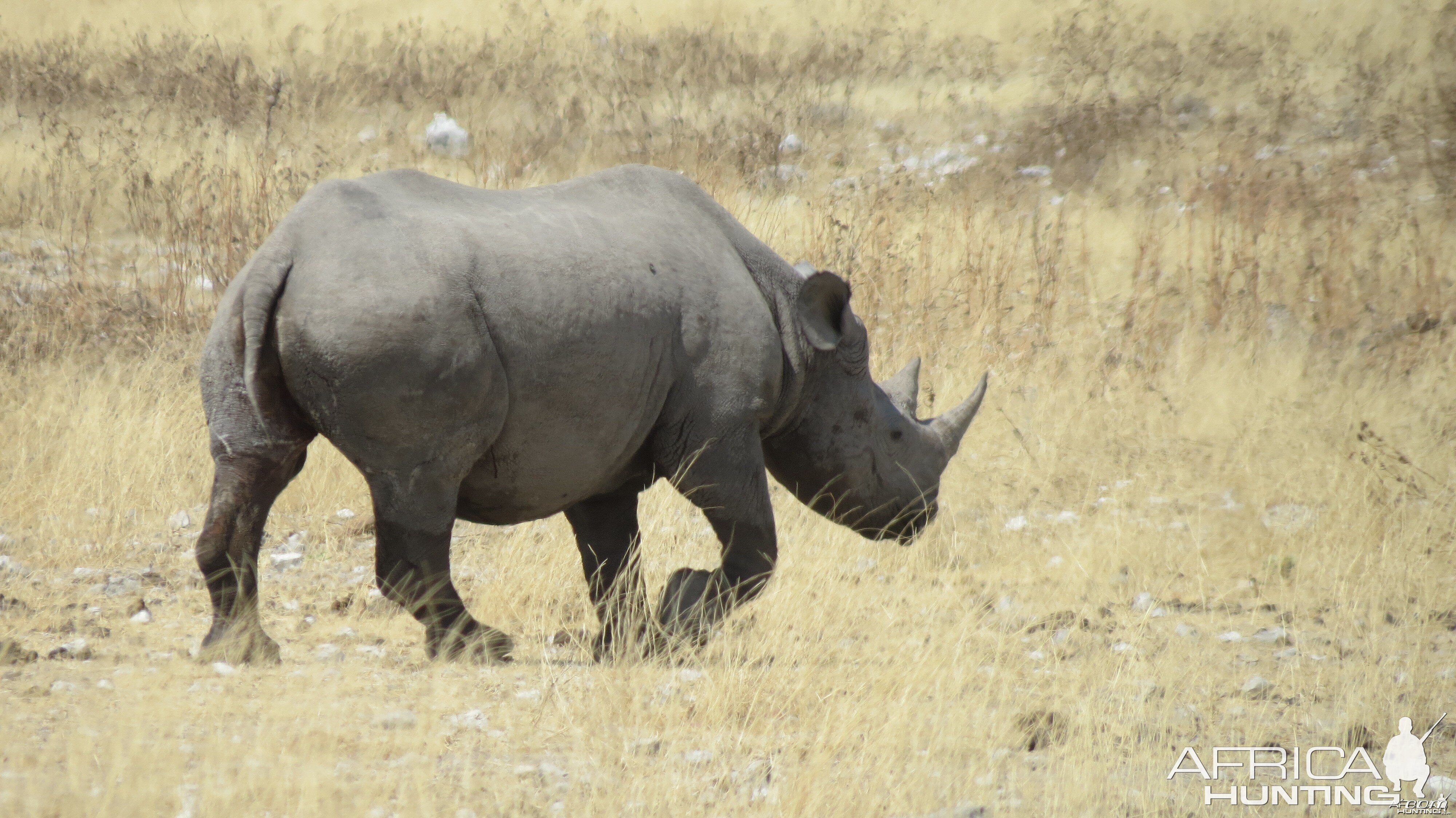 Black Rhino at Etosha National Park