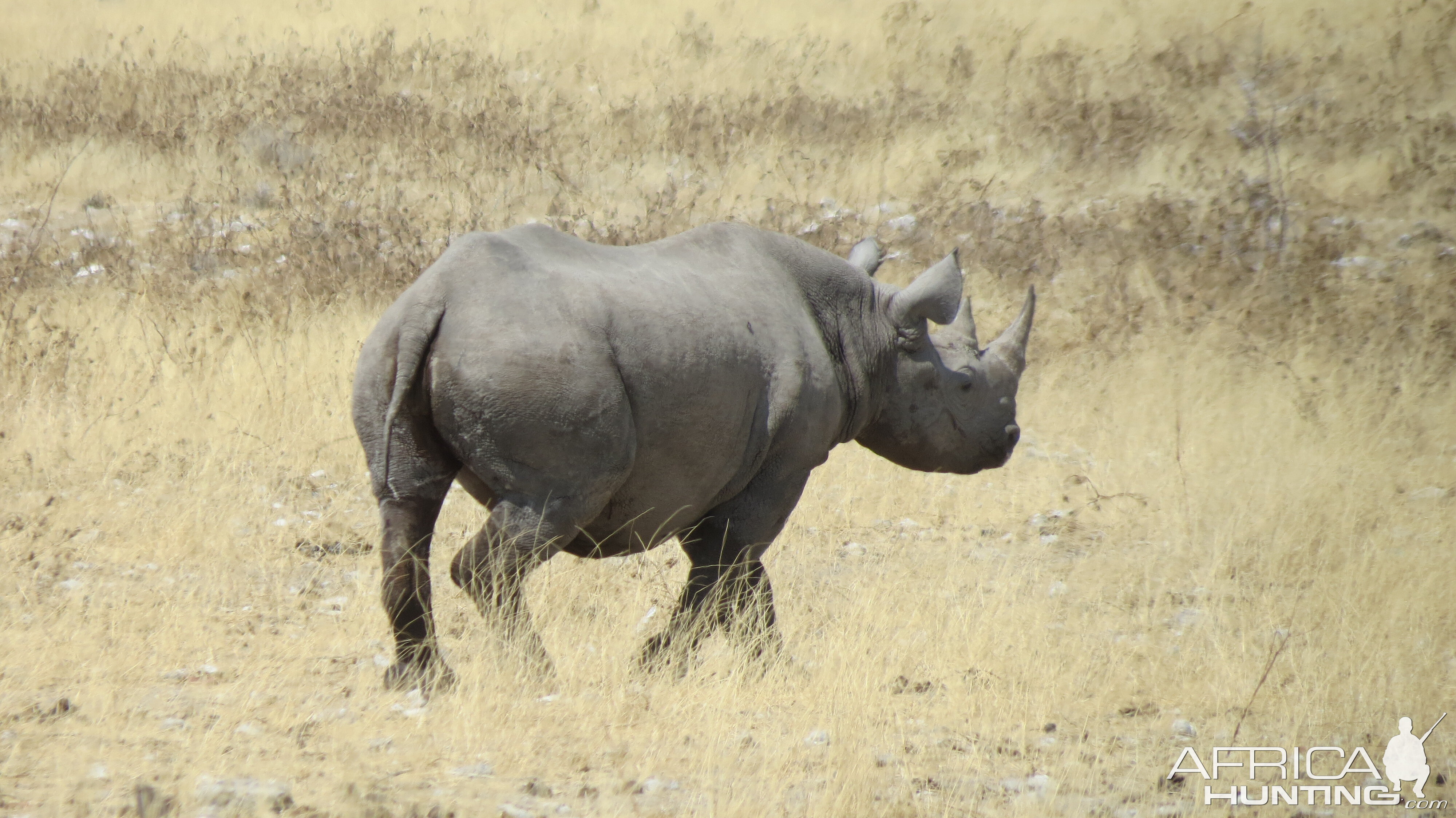 Black Rhino at Etosha National Park