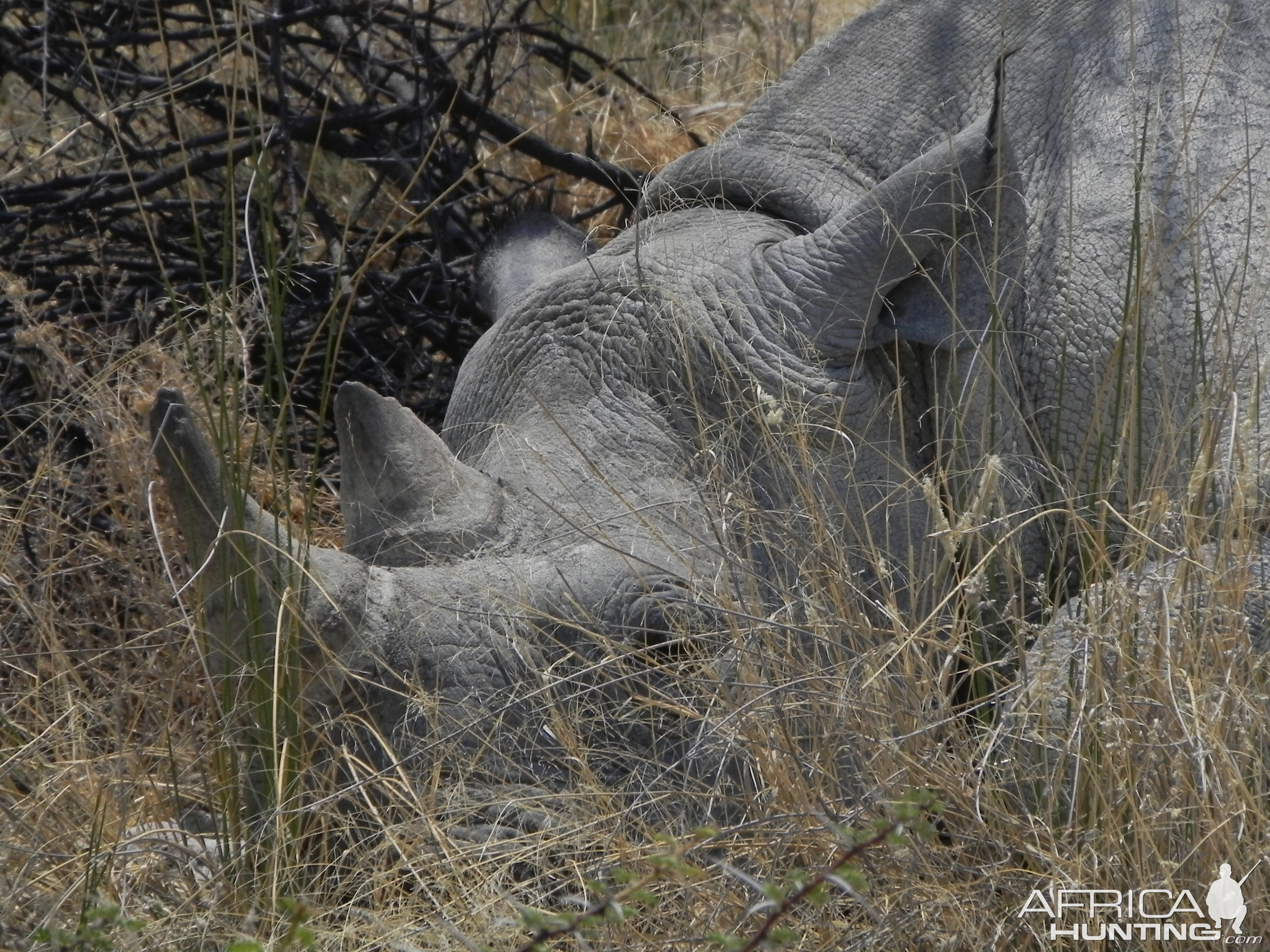 Black Rhino Etosha Namibia